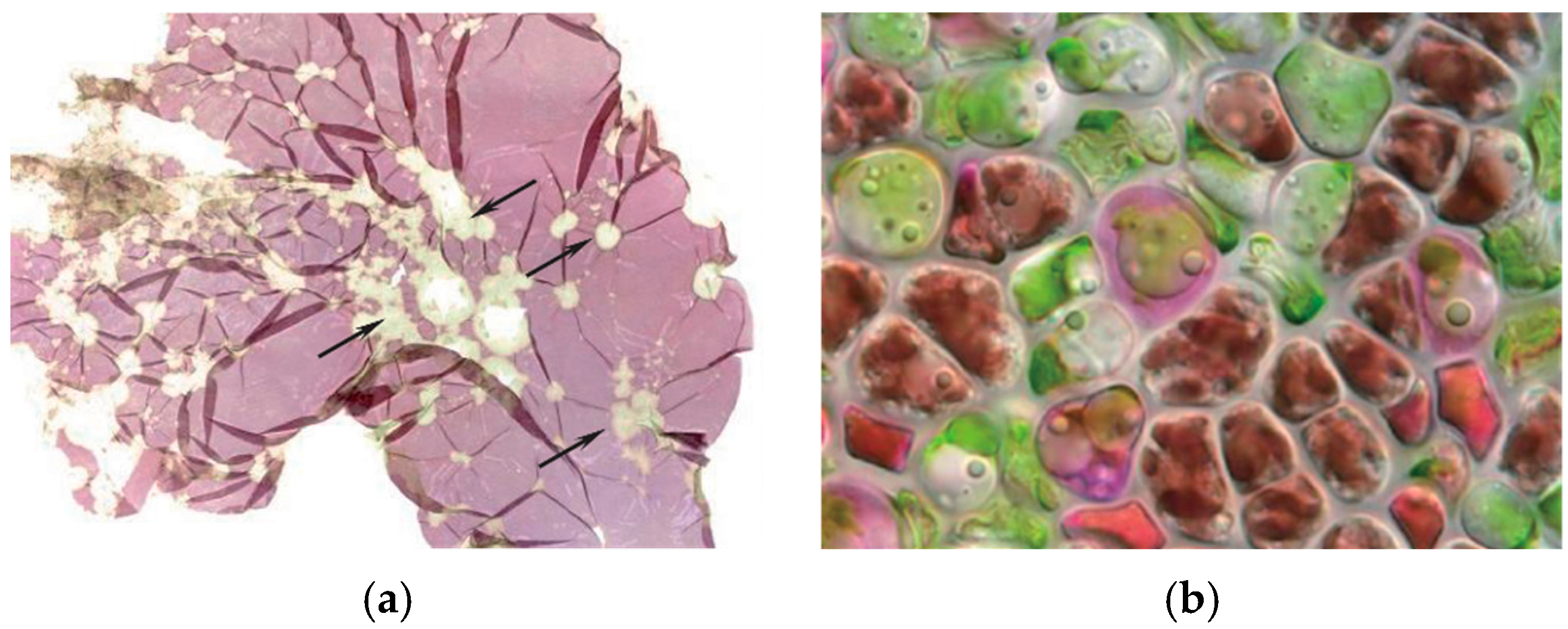 Phycology 04 00026 g004