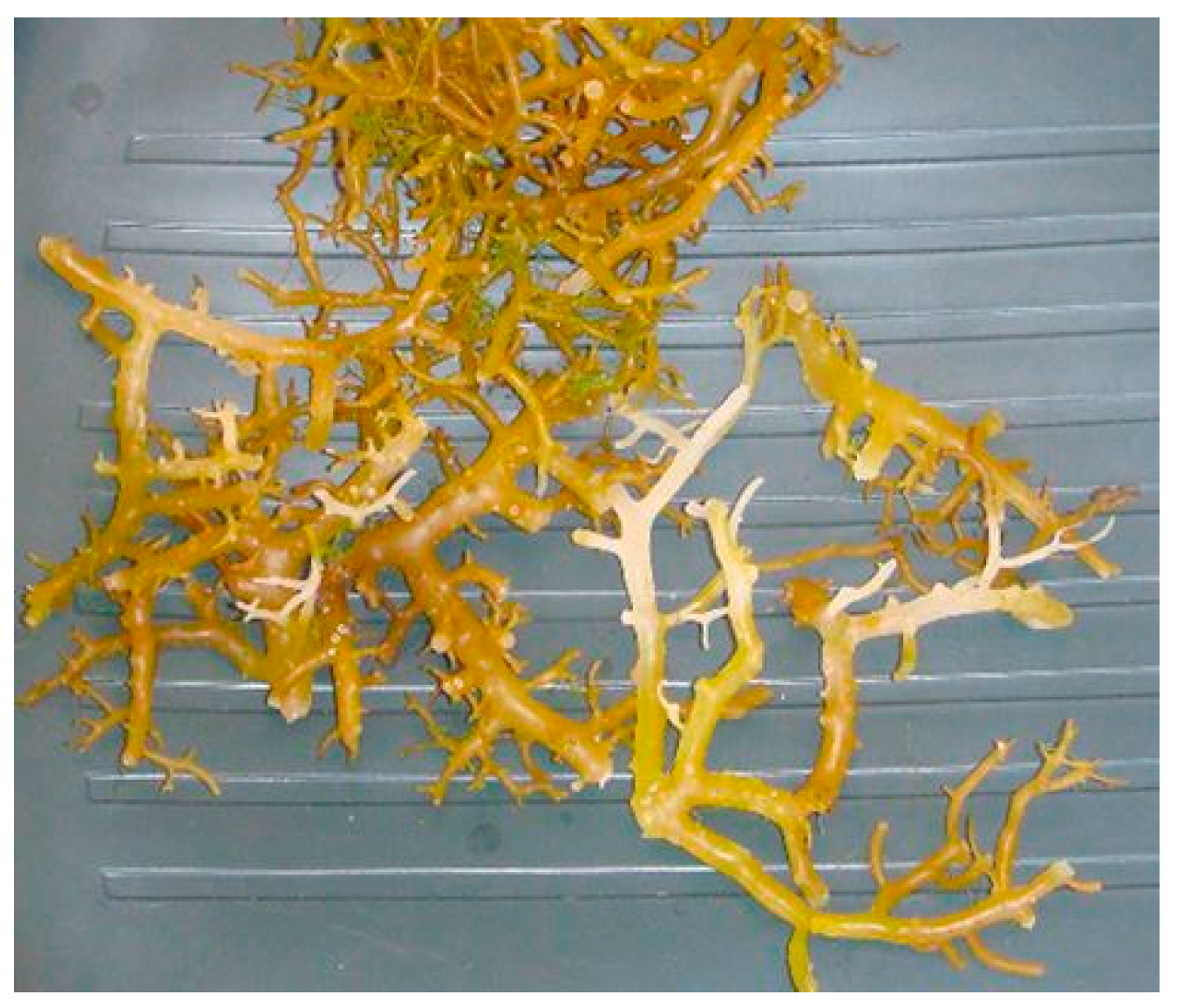 Phycology 04 00026 g006