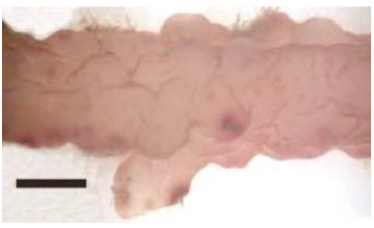 Phycology 04 00026 g007