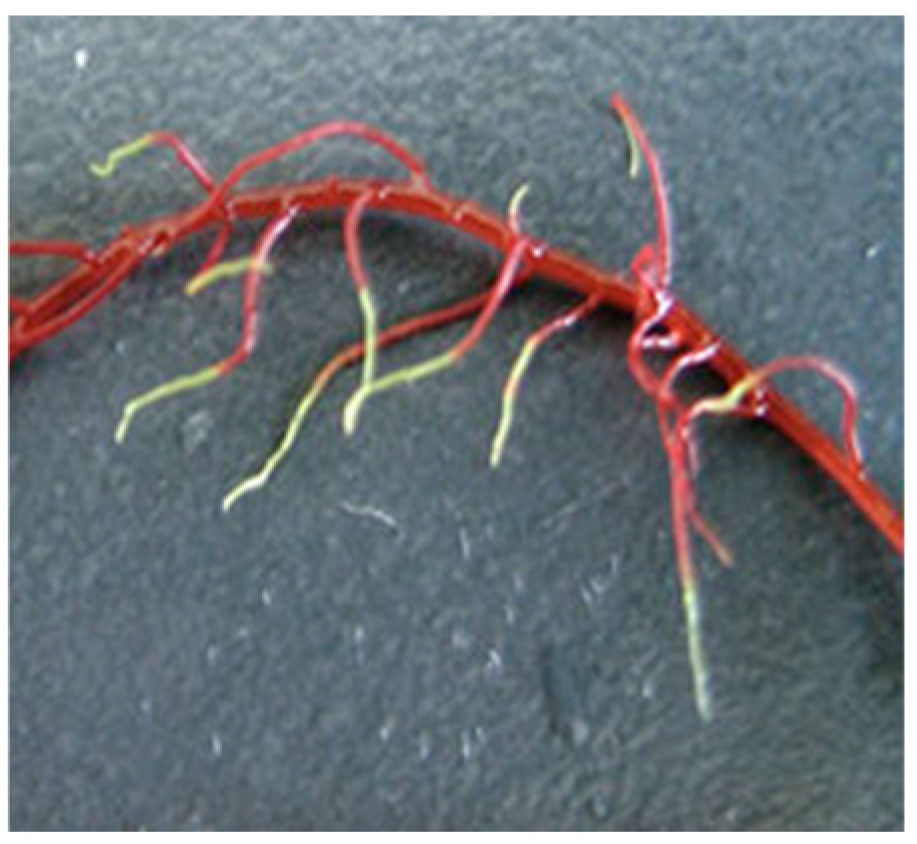 Phycology 04 00026 g008