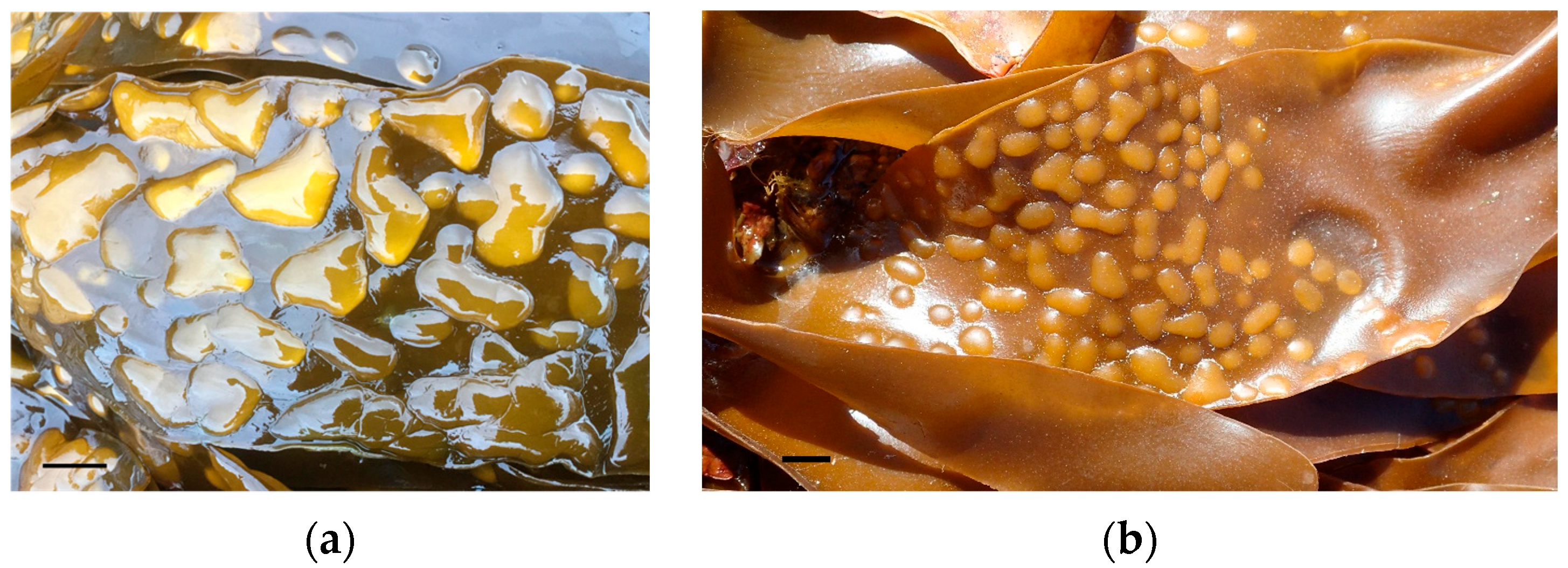 Phycology 04 00026 g009