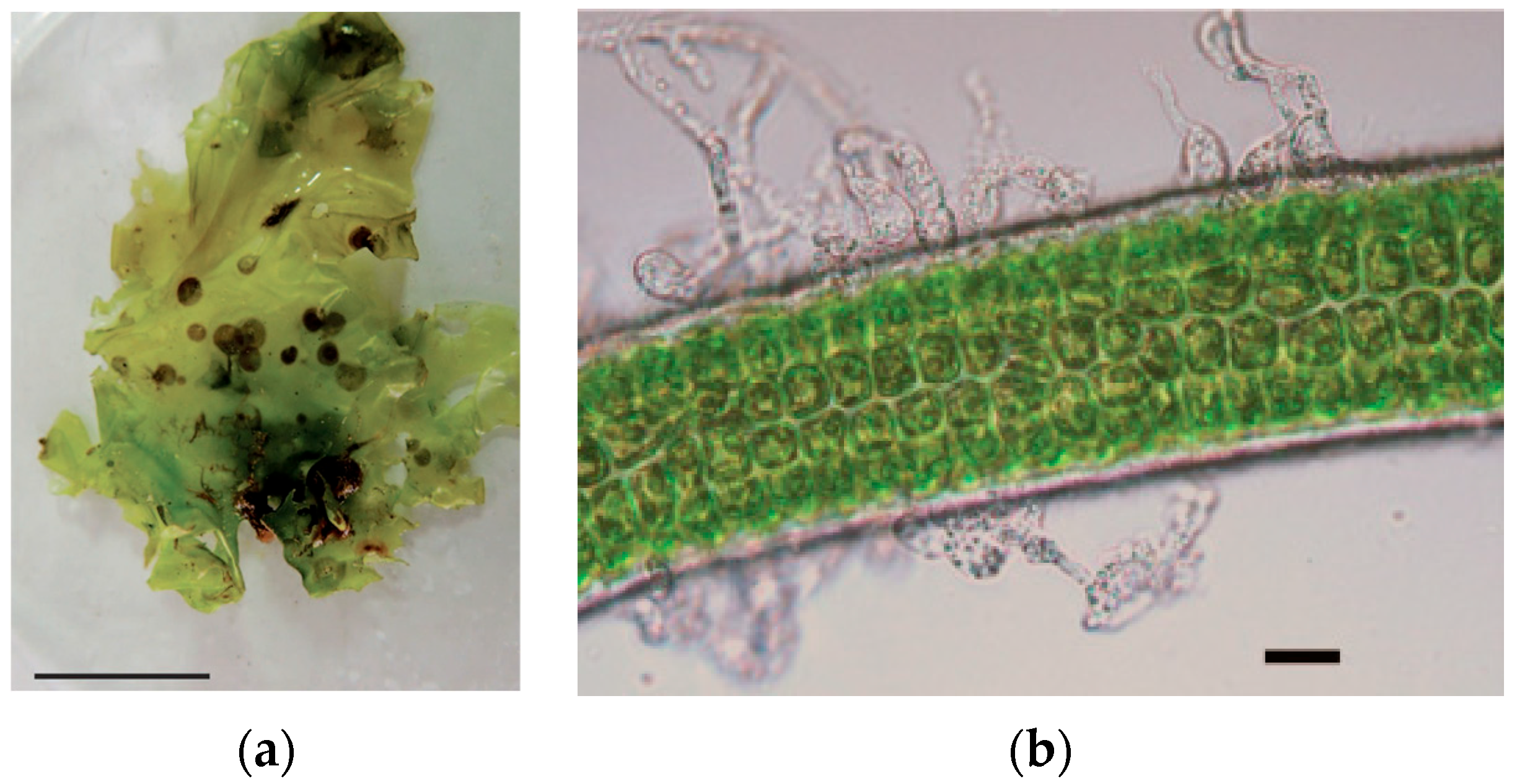 Phycology 04 00026 g010