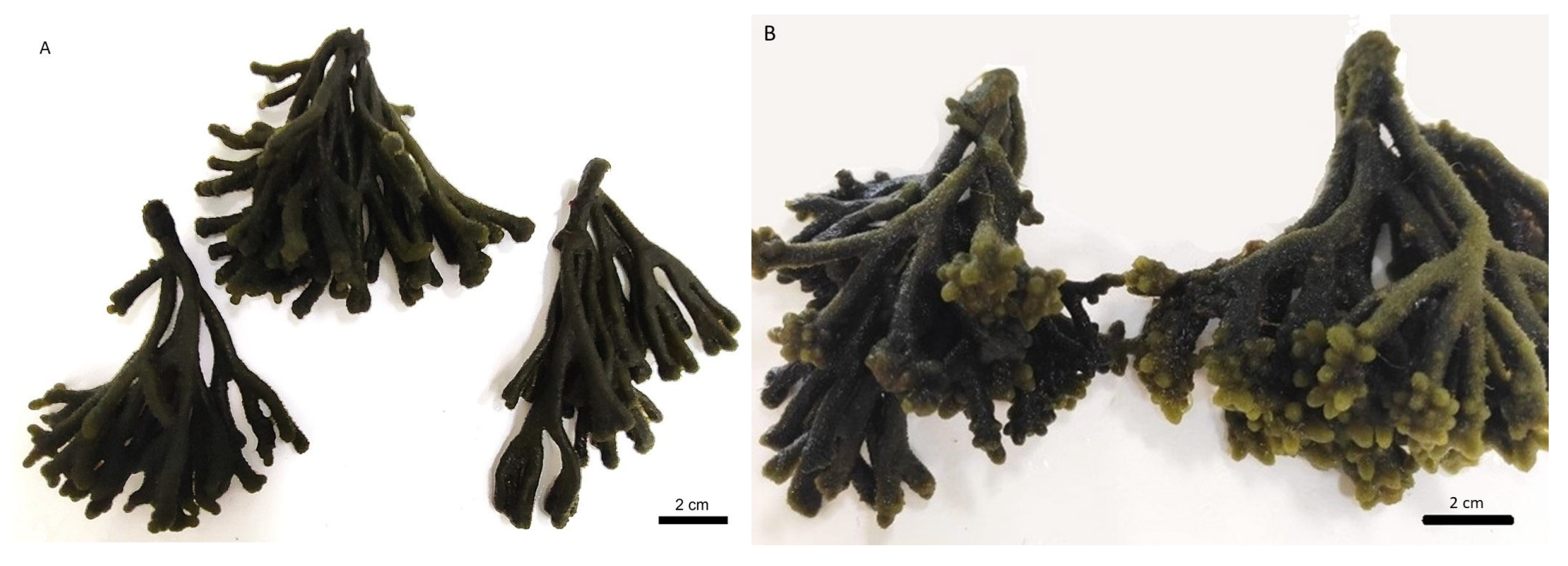 Phycology 04 00029 g002