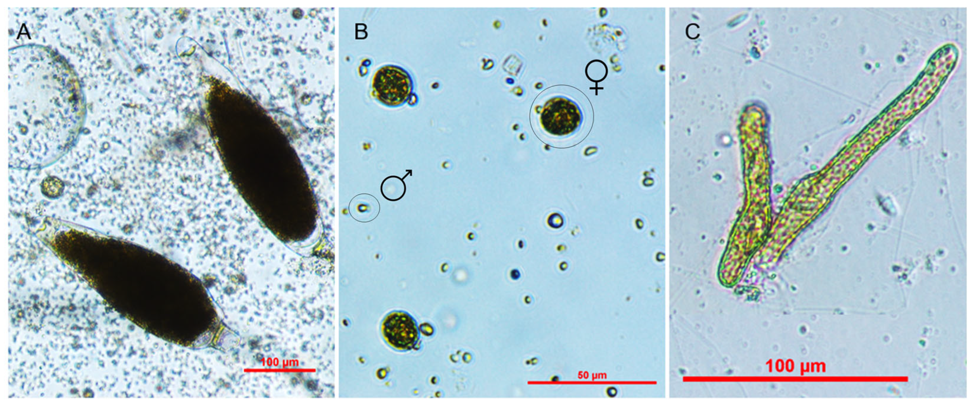 Phycology 04 00029 g003