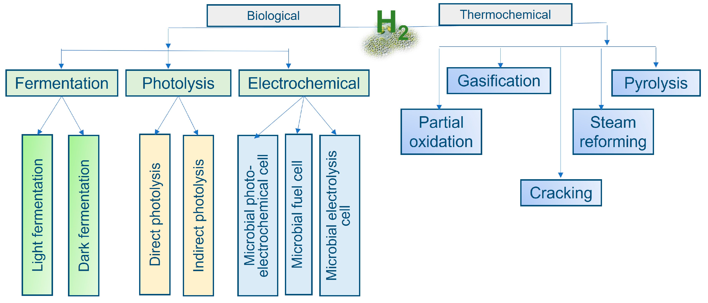 Phycology 04 00030 g003