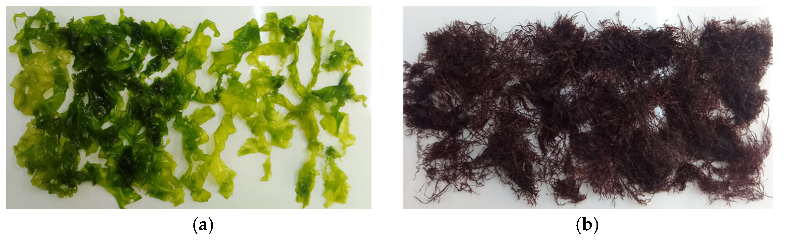 Phycology 05 00007 g001