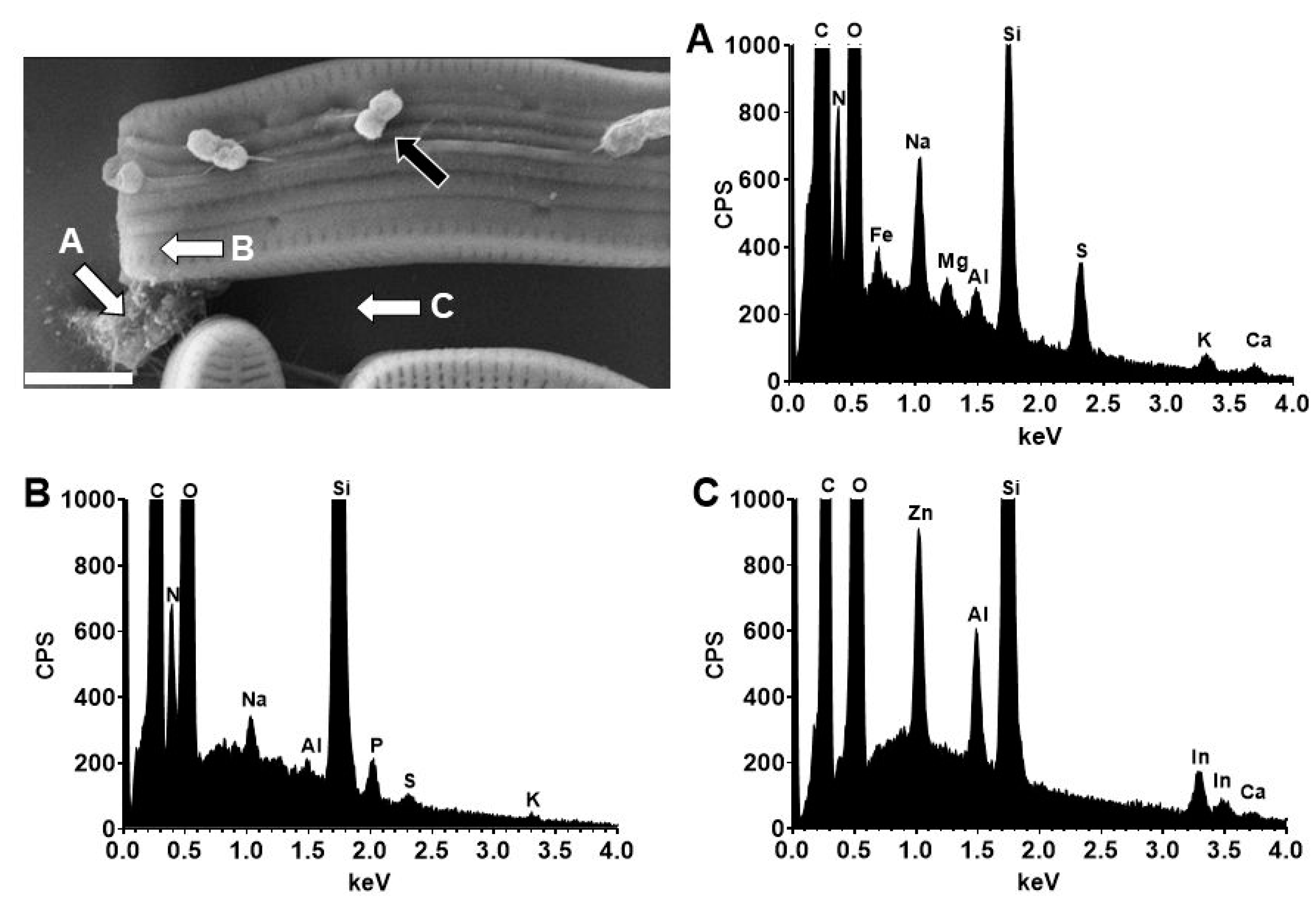 Phycology 05 00013 g007