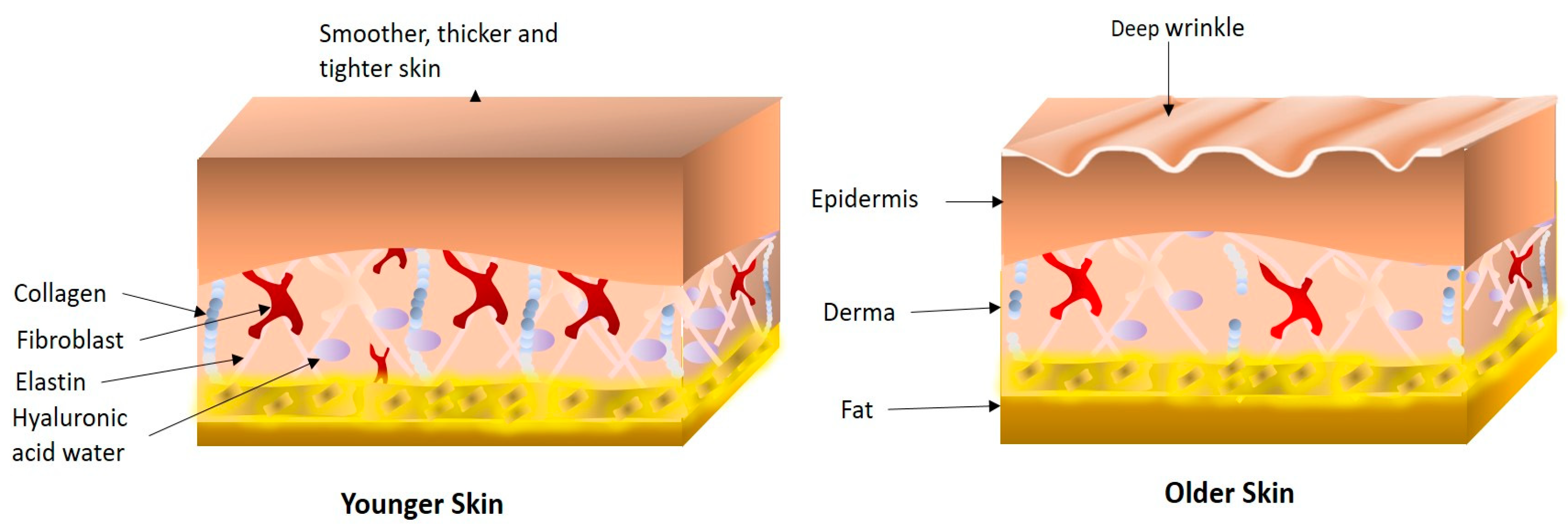 Phycology 05 00015 g003