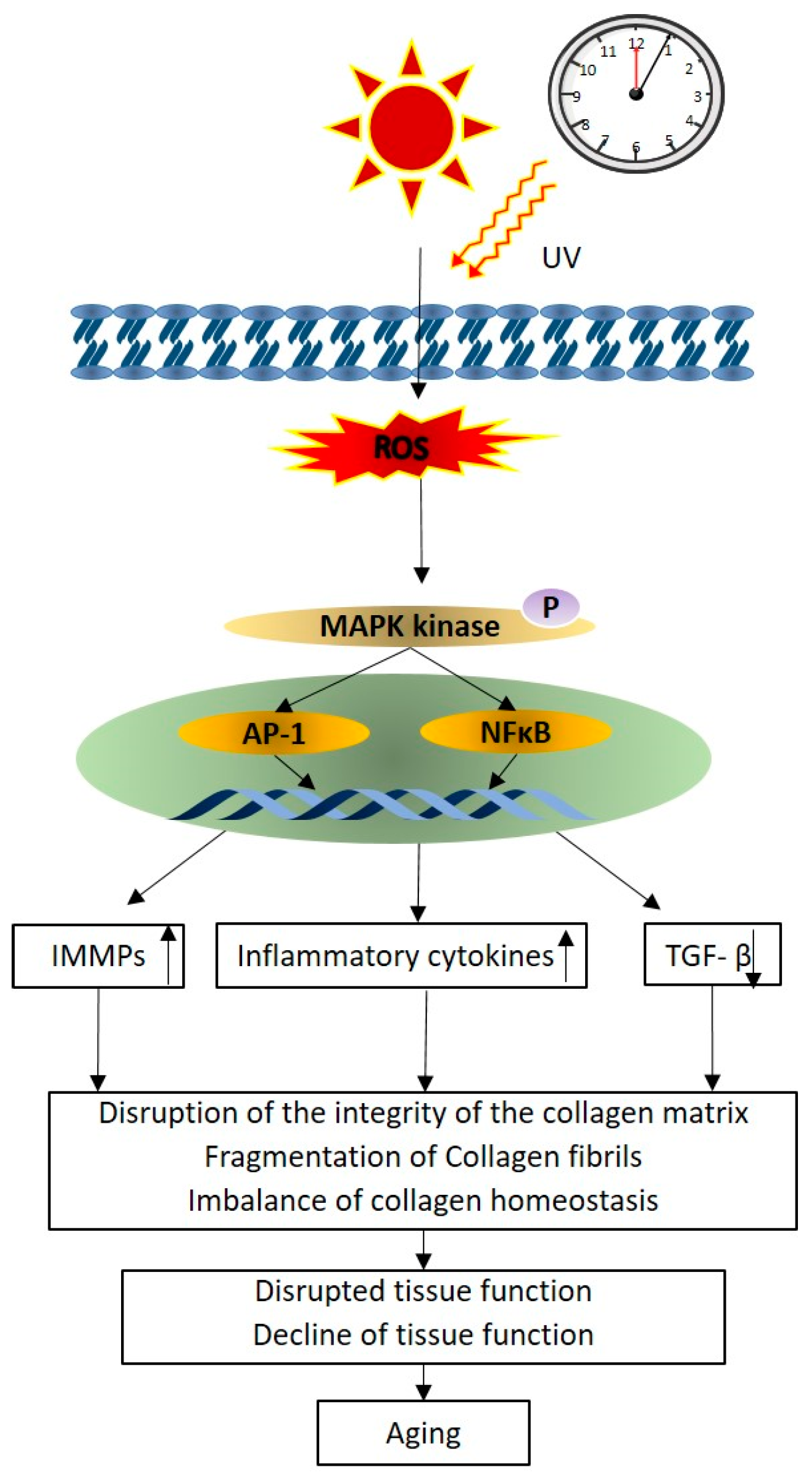 Phycology 05 00015 g004