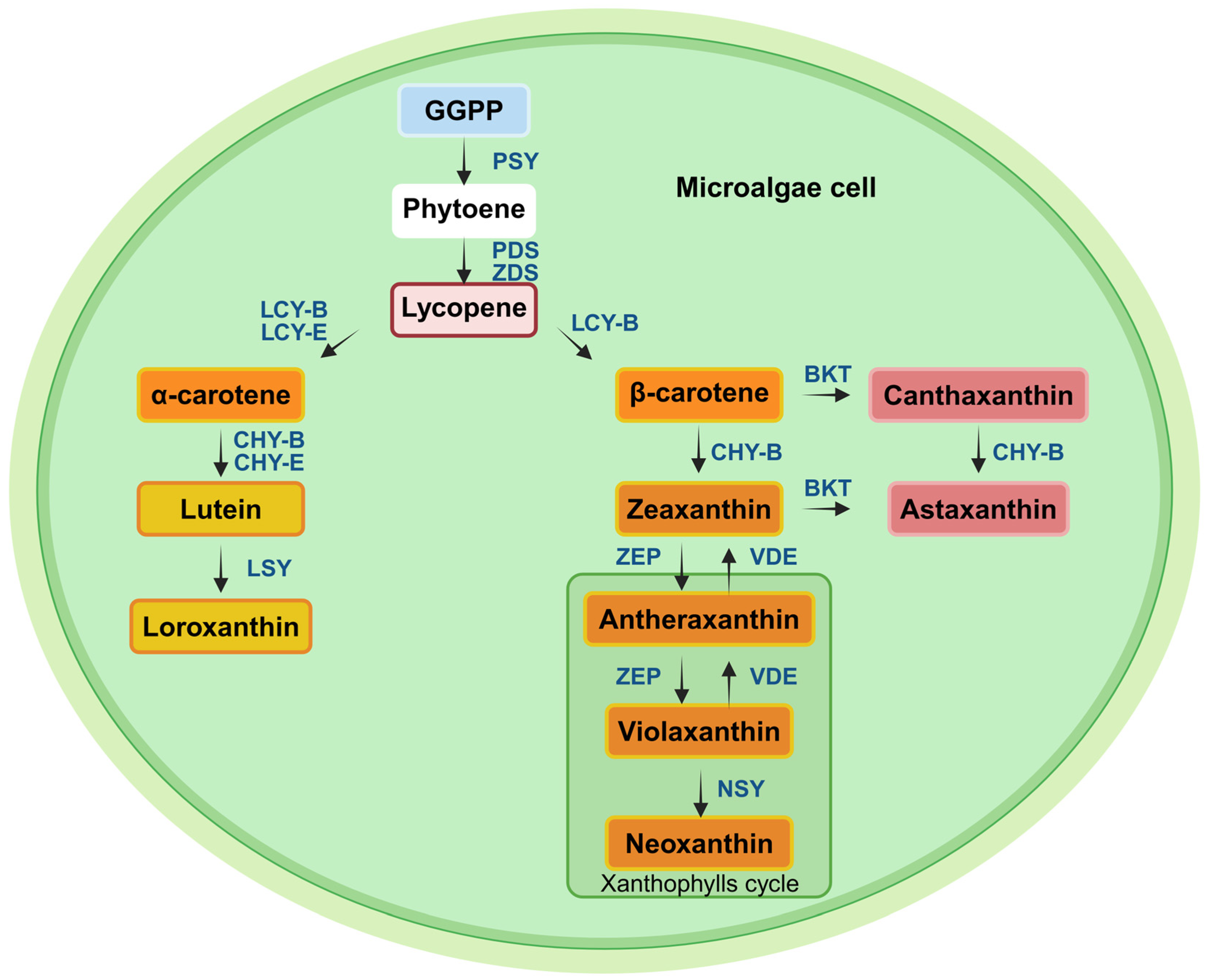 Phycology 05 00019 g003 Phycology 05 00019 g003