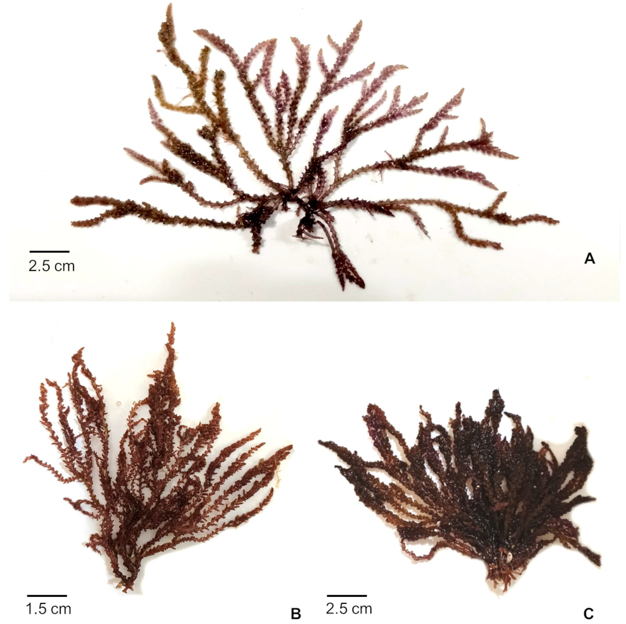 Phycology 05 00045 g002