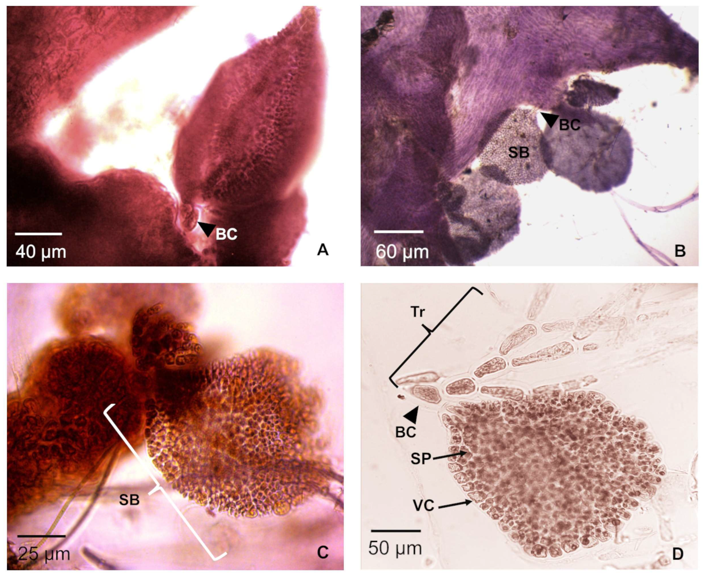 Phycology 05 00045 g003