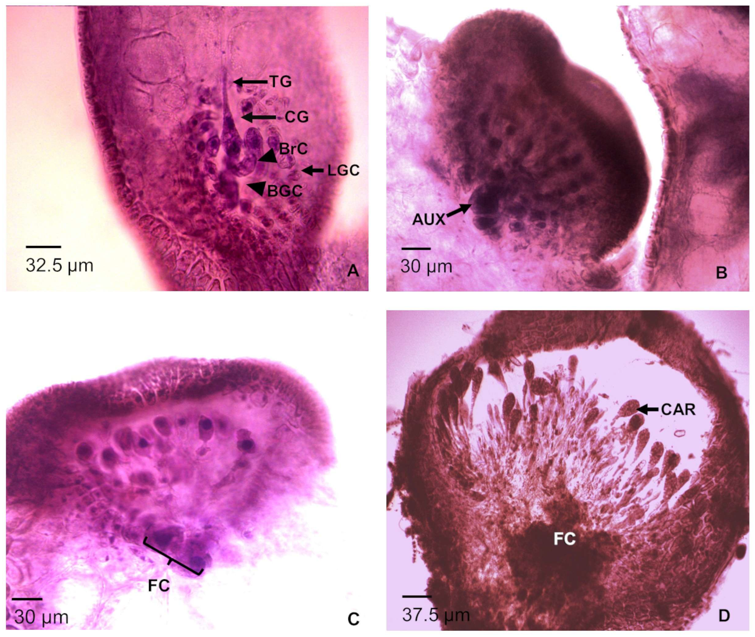 Phycology 05 00045 g004