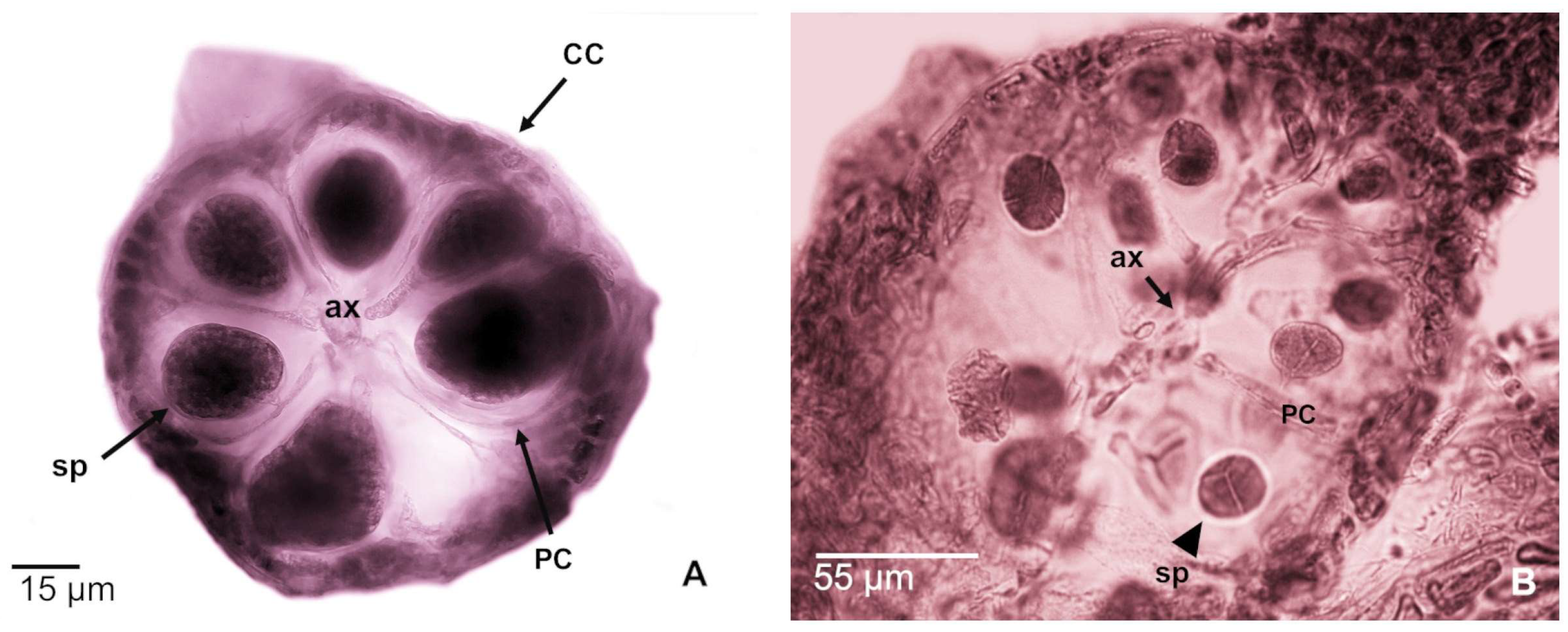 Phycology 05 00045 g005