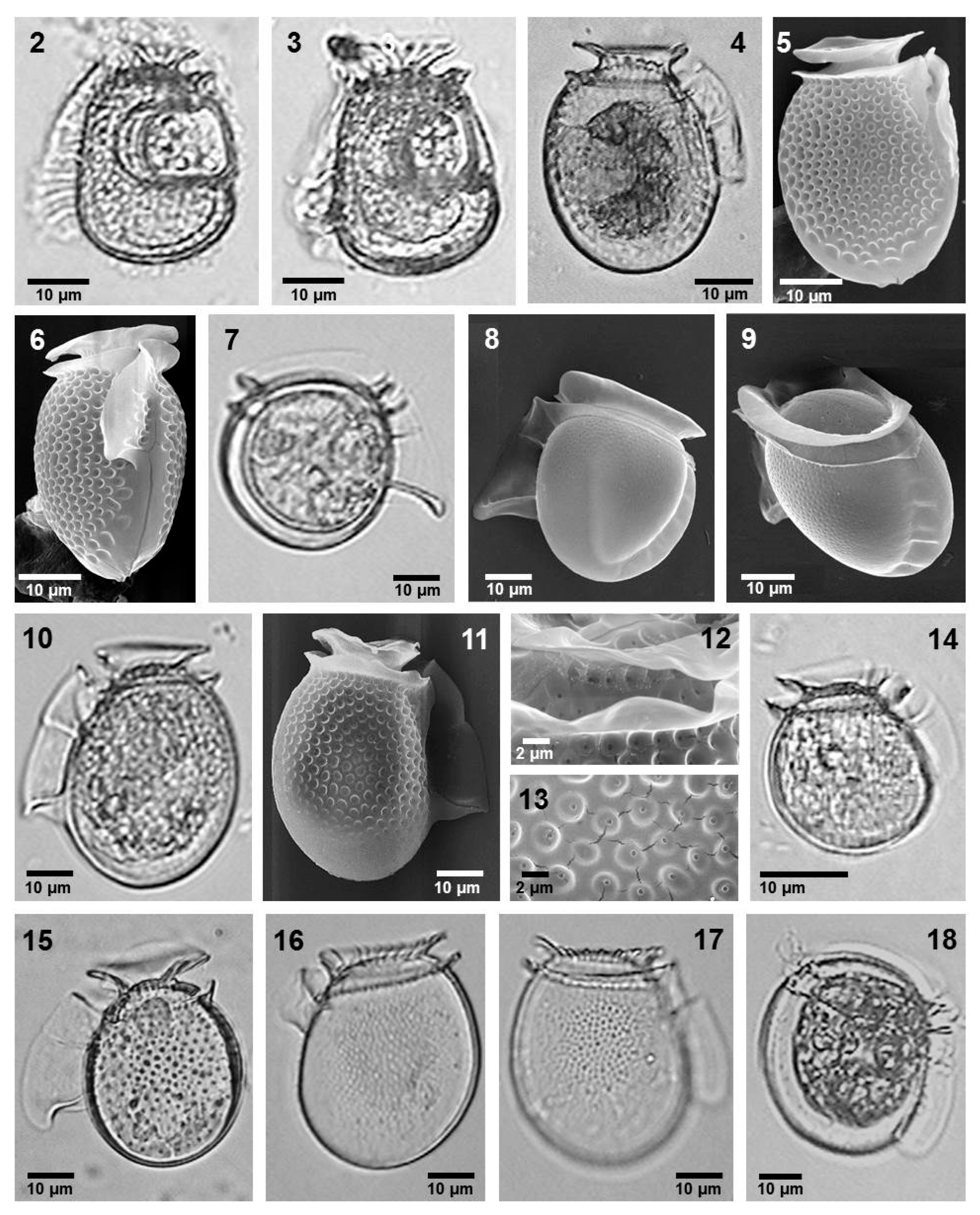 Phycology 05 00048 g002 Phycology 05 00048 g002