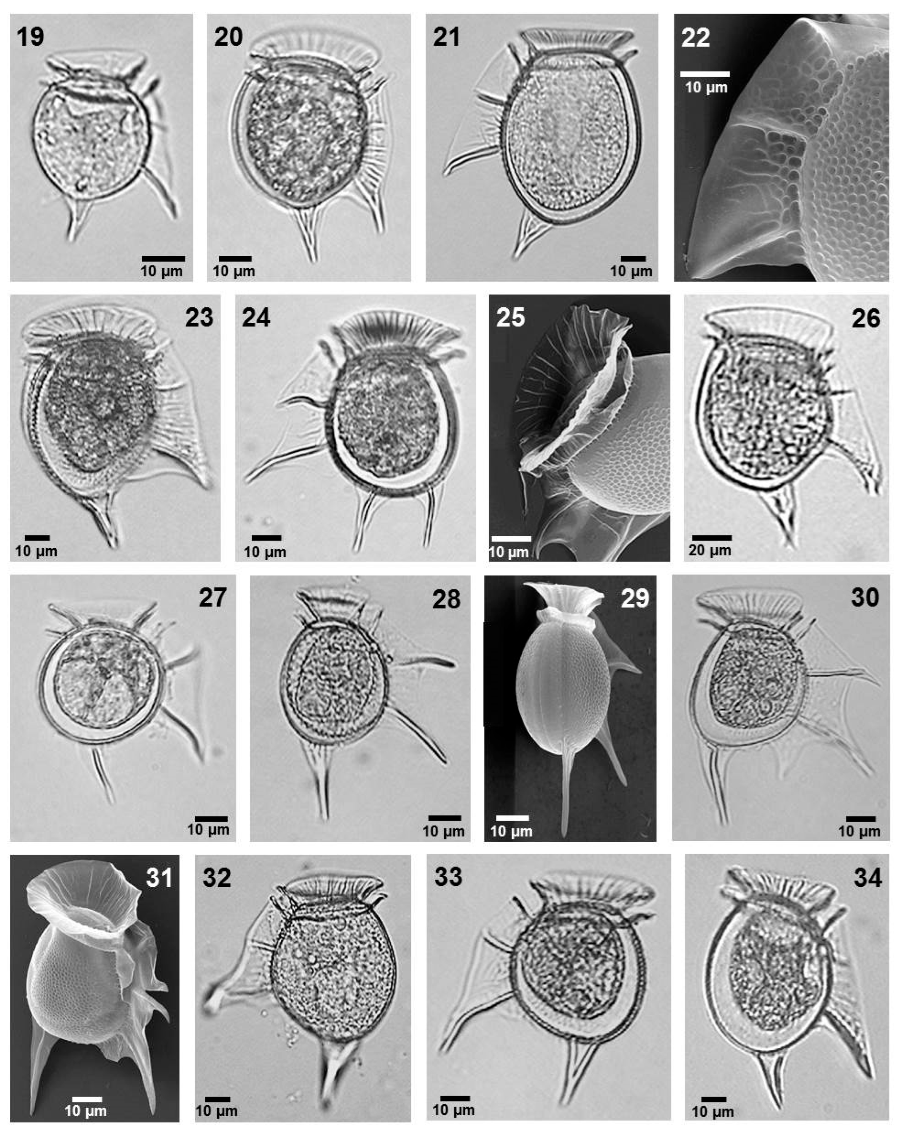 Phycology 05 00048 g003 Phycology 05 00048 g003