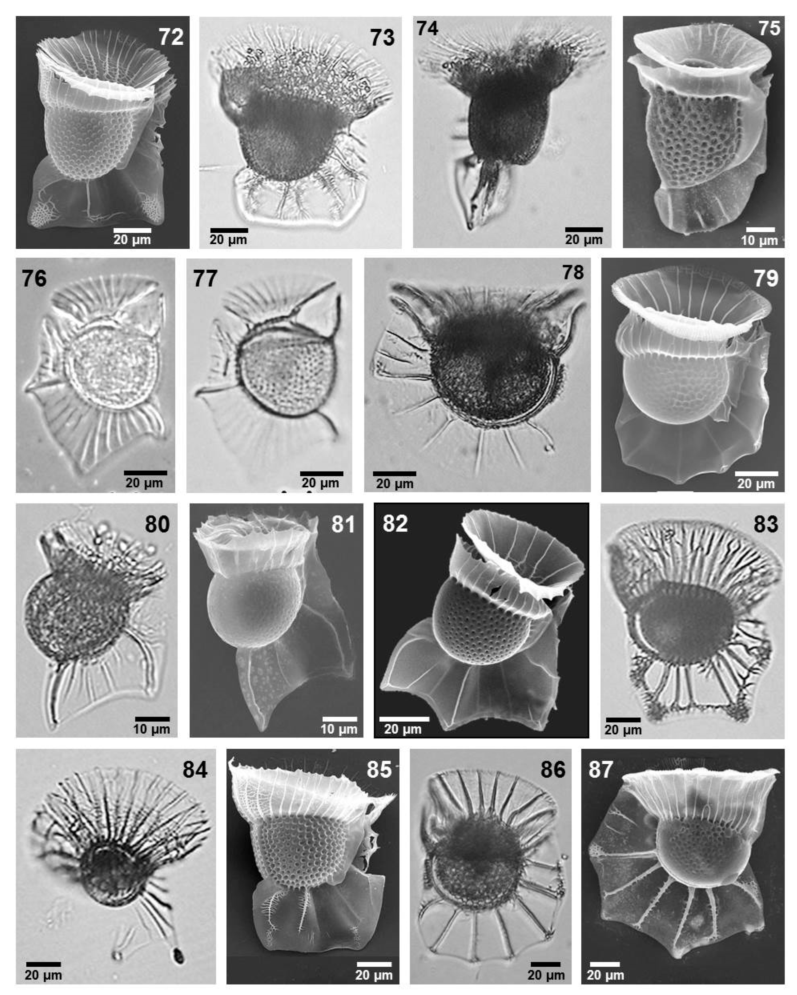 Phycology 05 00048 g006 Phycology 05 00048 g006