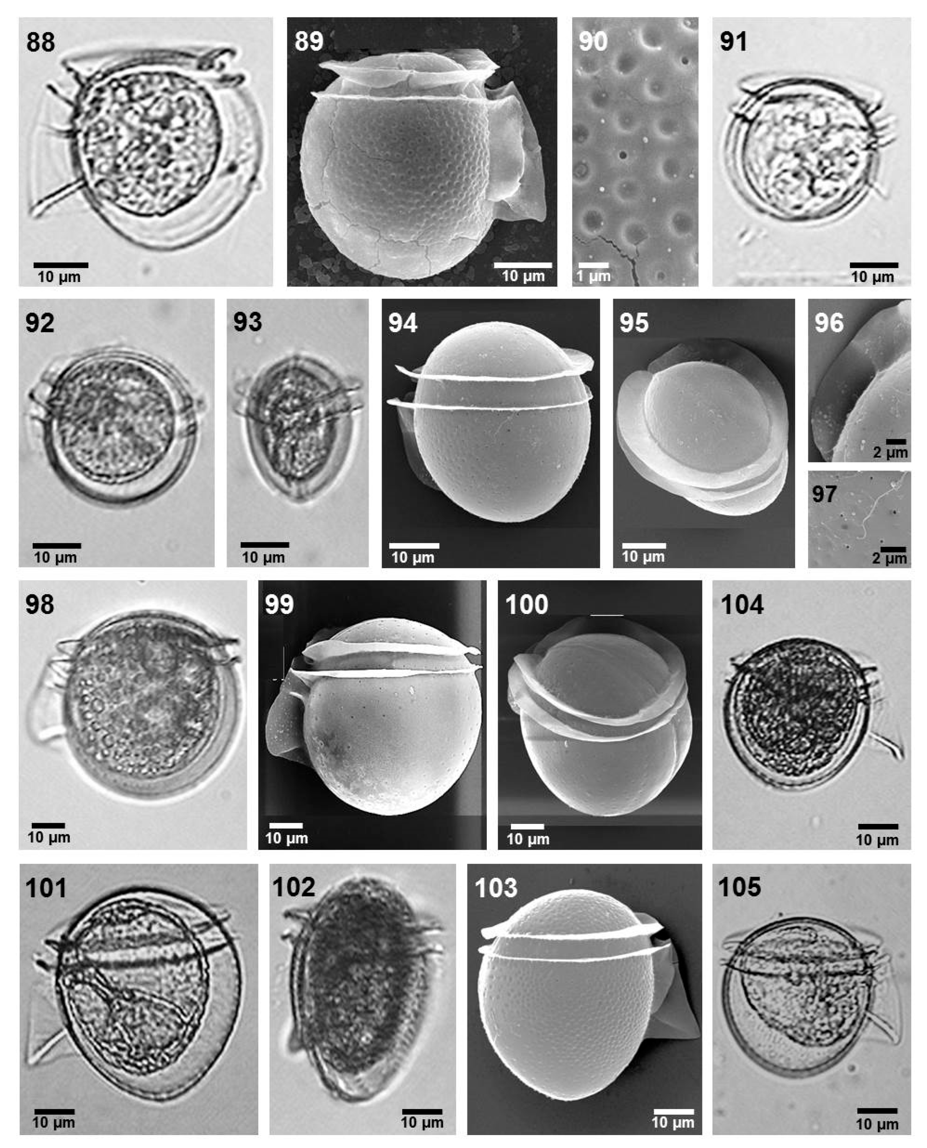 Phycology 05 00048 g007 Phycology 05 00048 g007