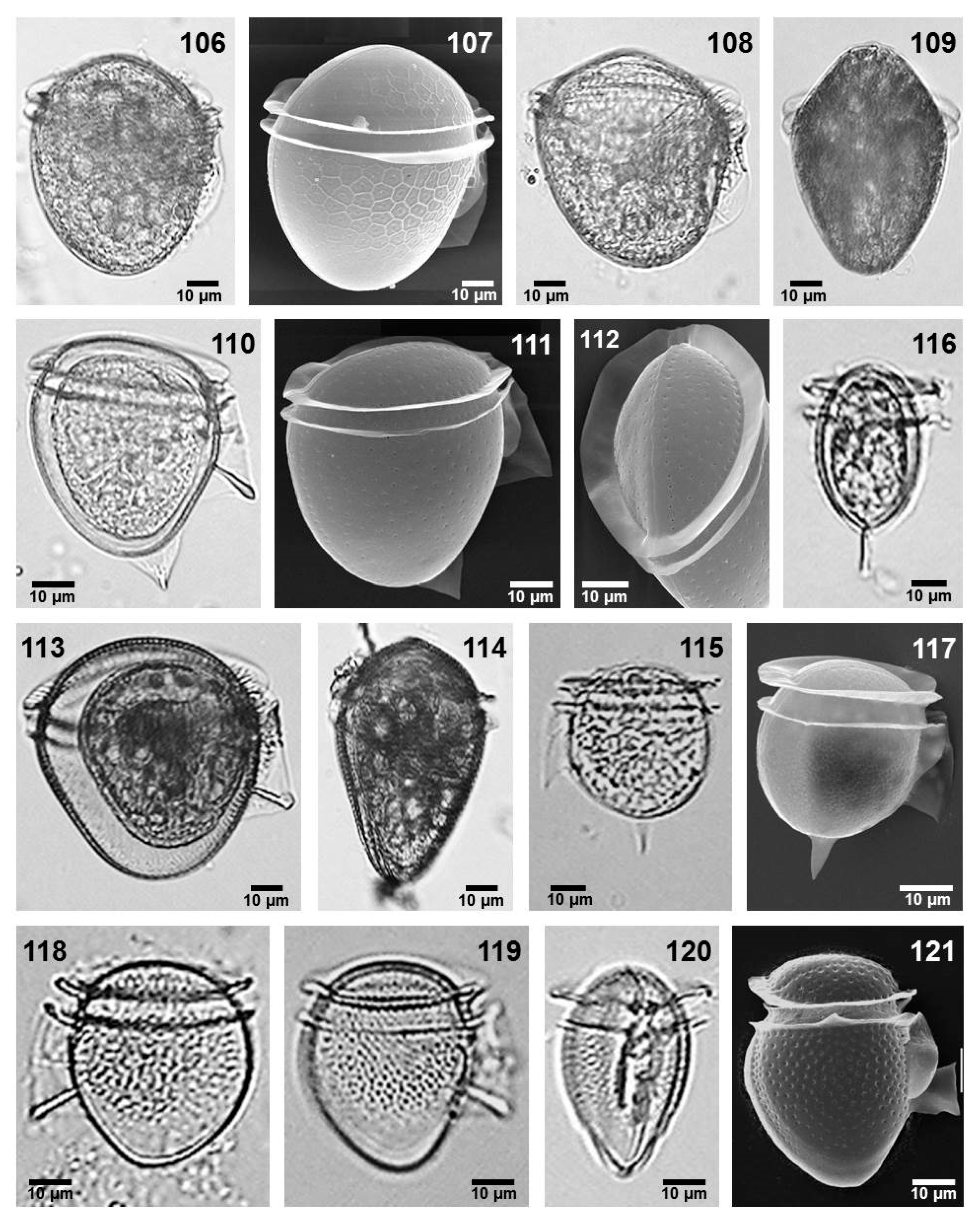 Phycology 05 00048 g008 Phycology 05 00048 g008