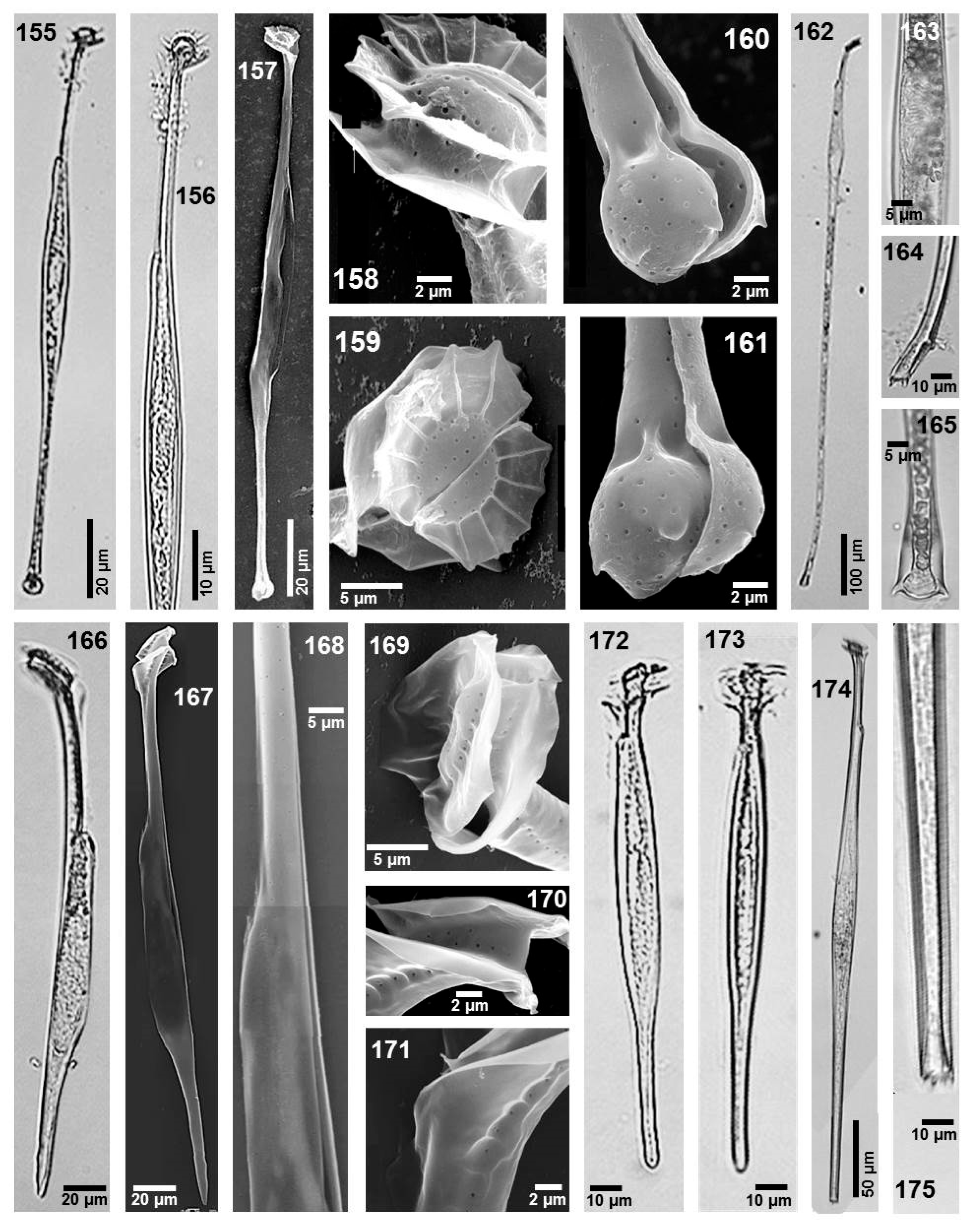 Phycology 05 00048 g011 Phycology 05 00048 g011