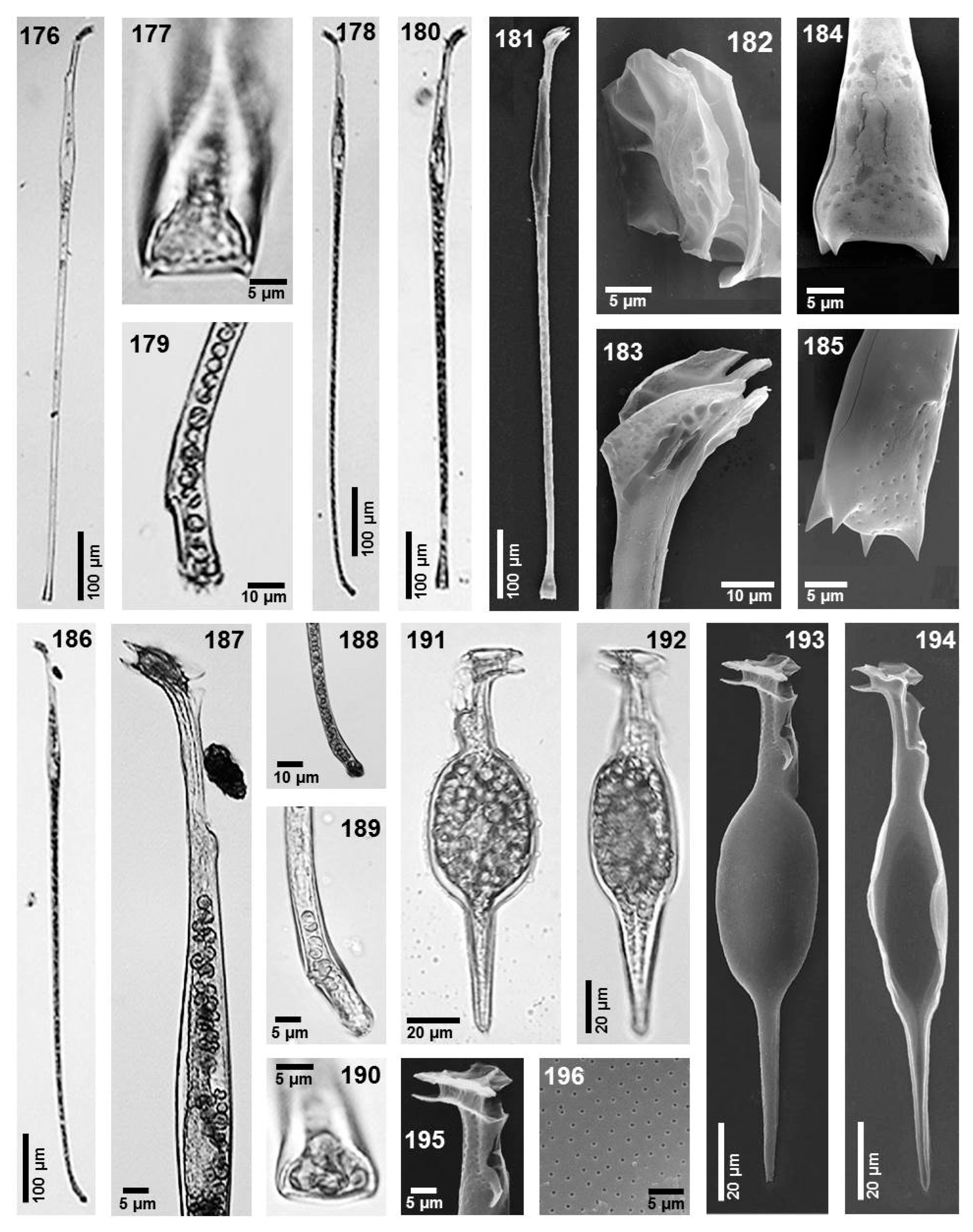 Phycology 05 00048 g012 Phycology 05 00048 g012