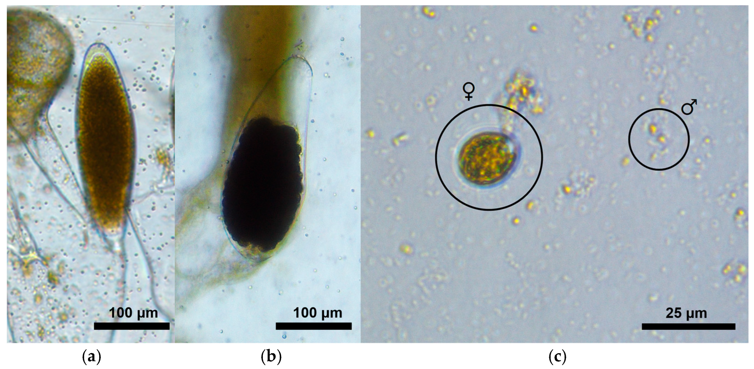 Phycology 05 00066 g002