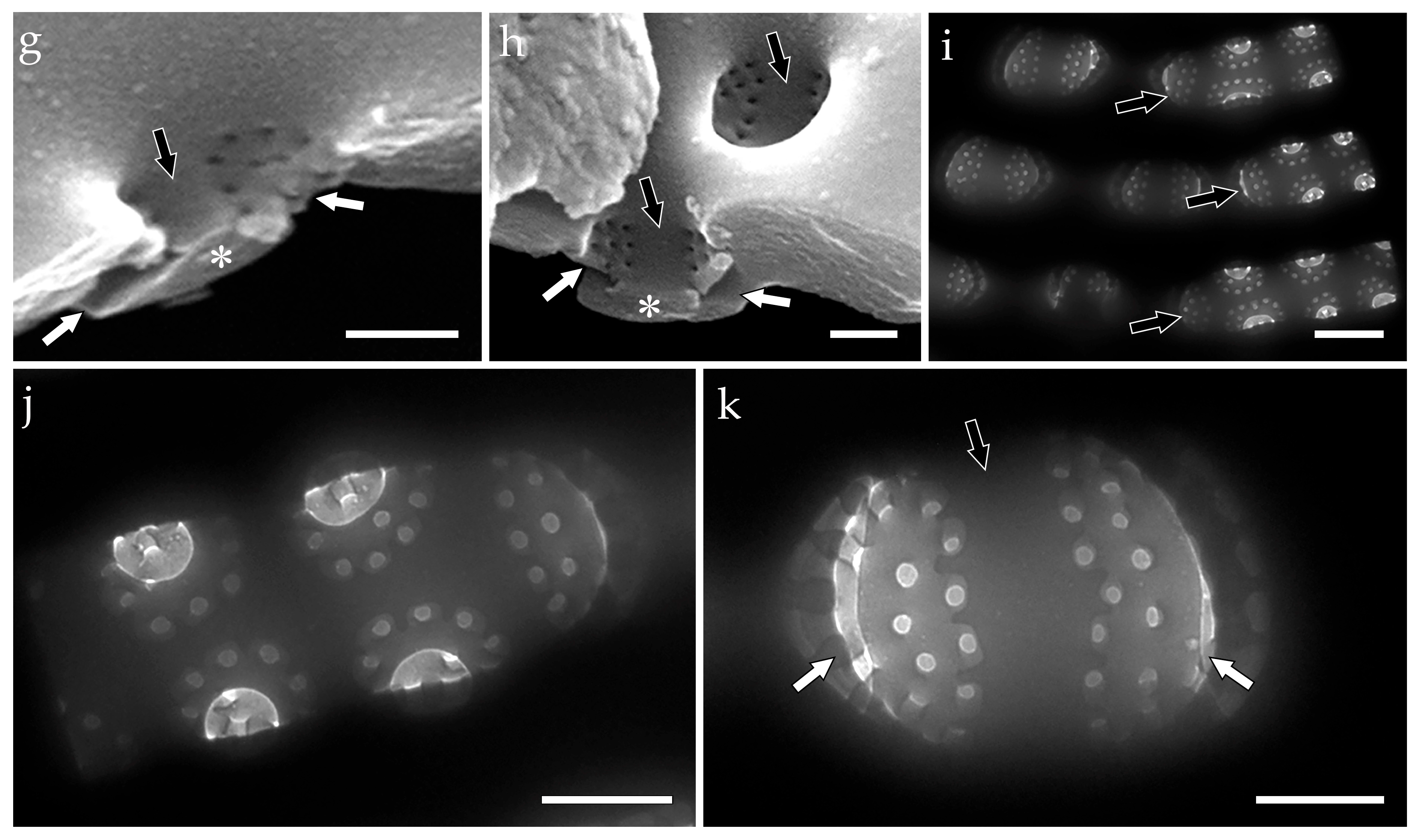 Phycology 05 00068 g002b Phycology 05 00068 g002b