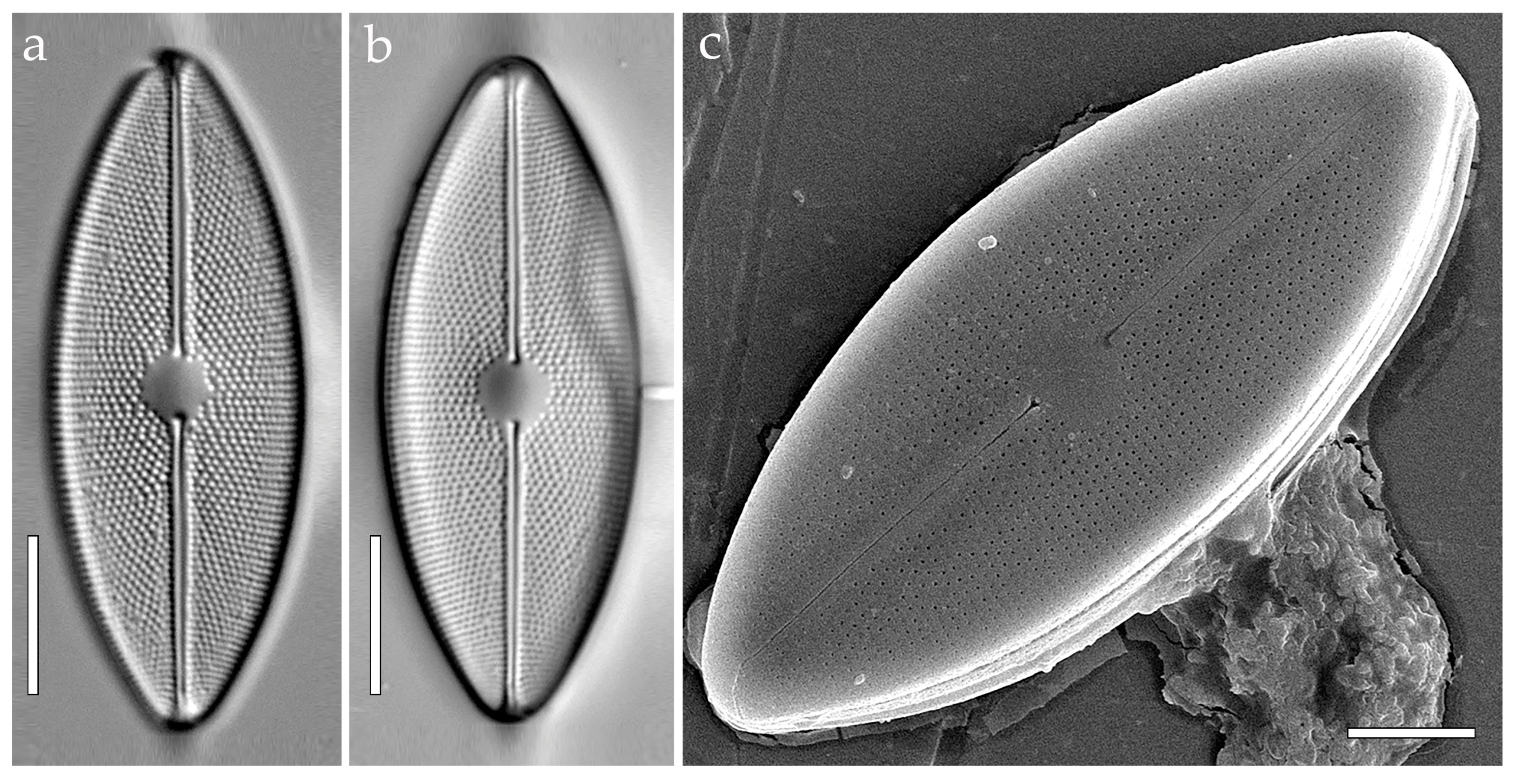 Phycology 05 00068 g003a Phycology 05 00068 g003a