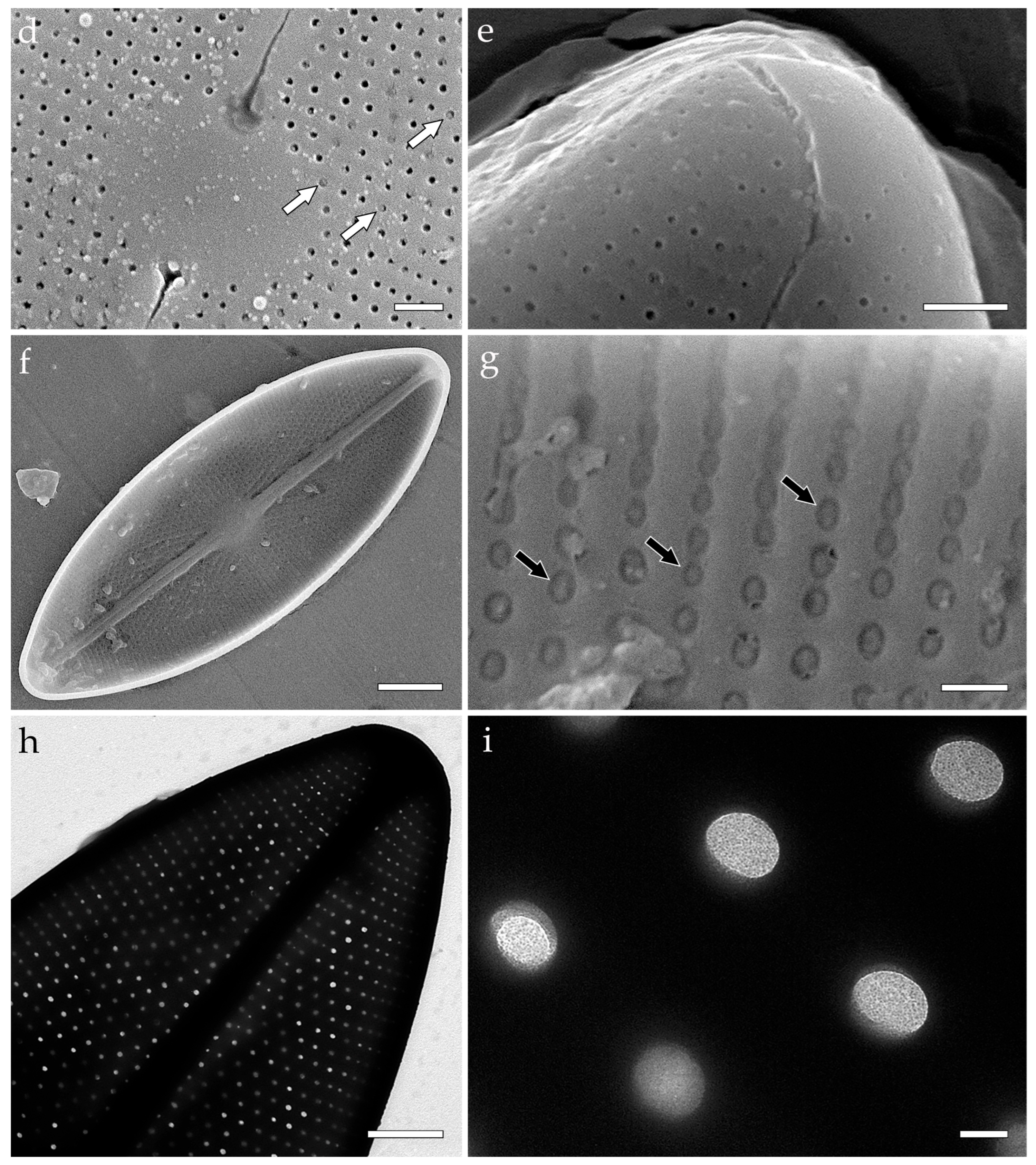 Phycology 05 00068 g003b Phycology 05 00068 g003b