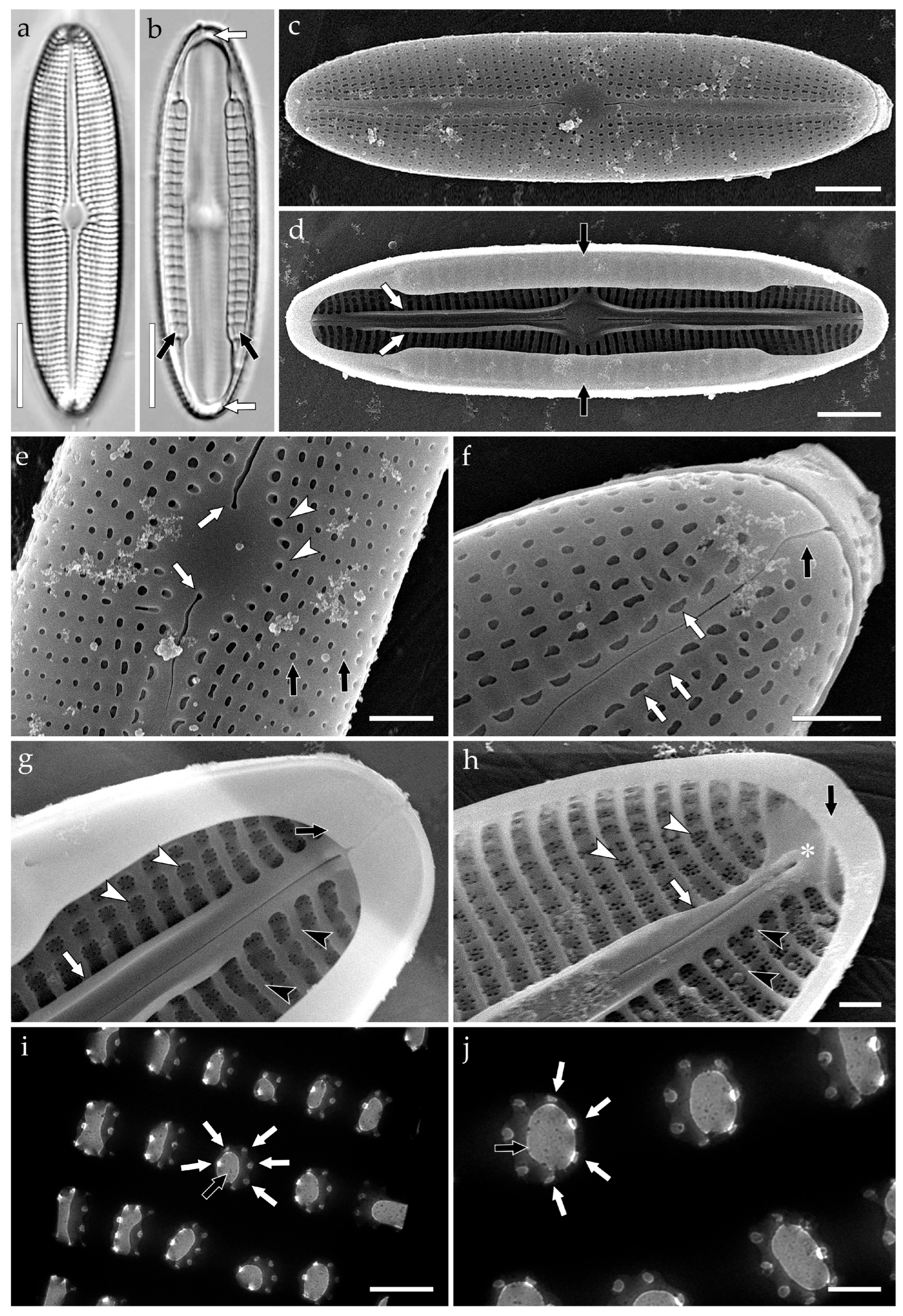 Phycology 05 00068 g004 Phycology 05 00068 g004