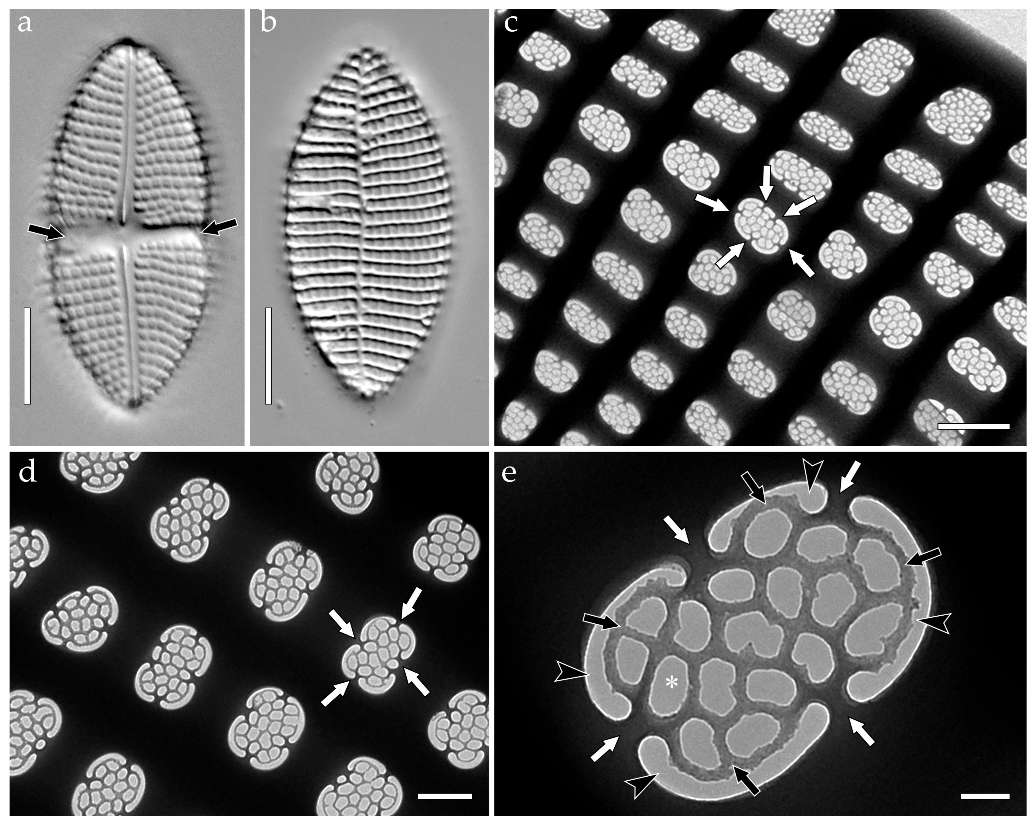Phycology 05 00068 g006 Phycology 05 00068 g006