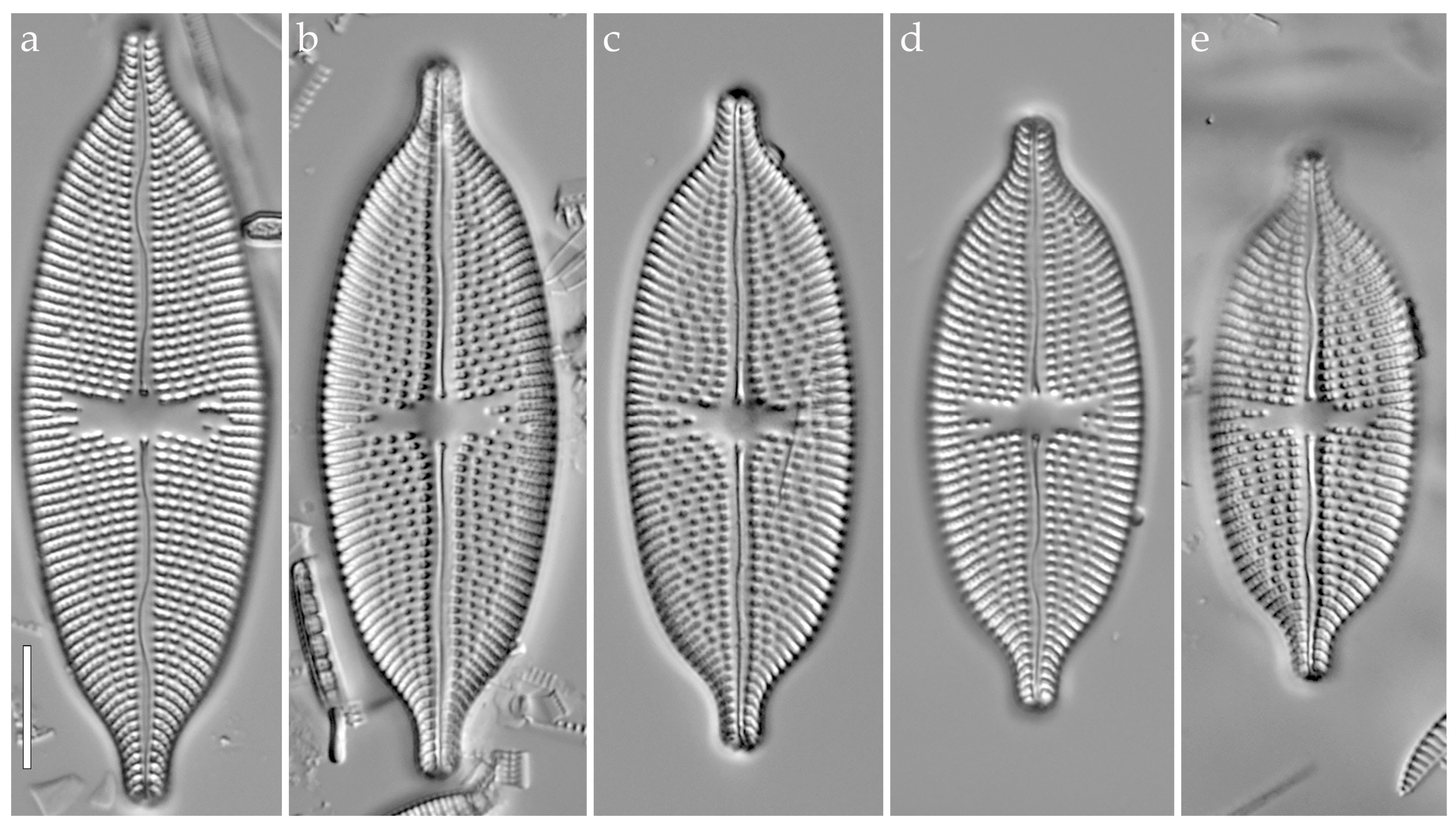 Phycology 05 00068 g007 Phycology 05 00068 g007