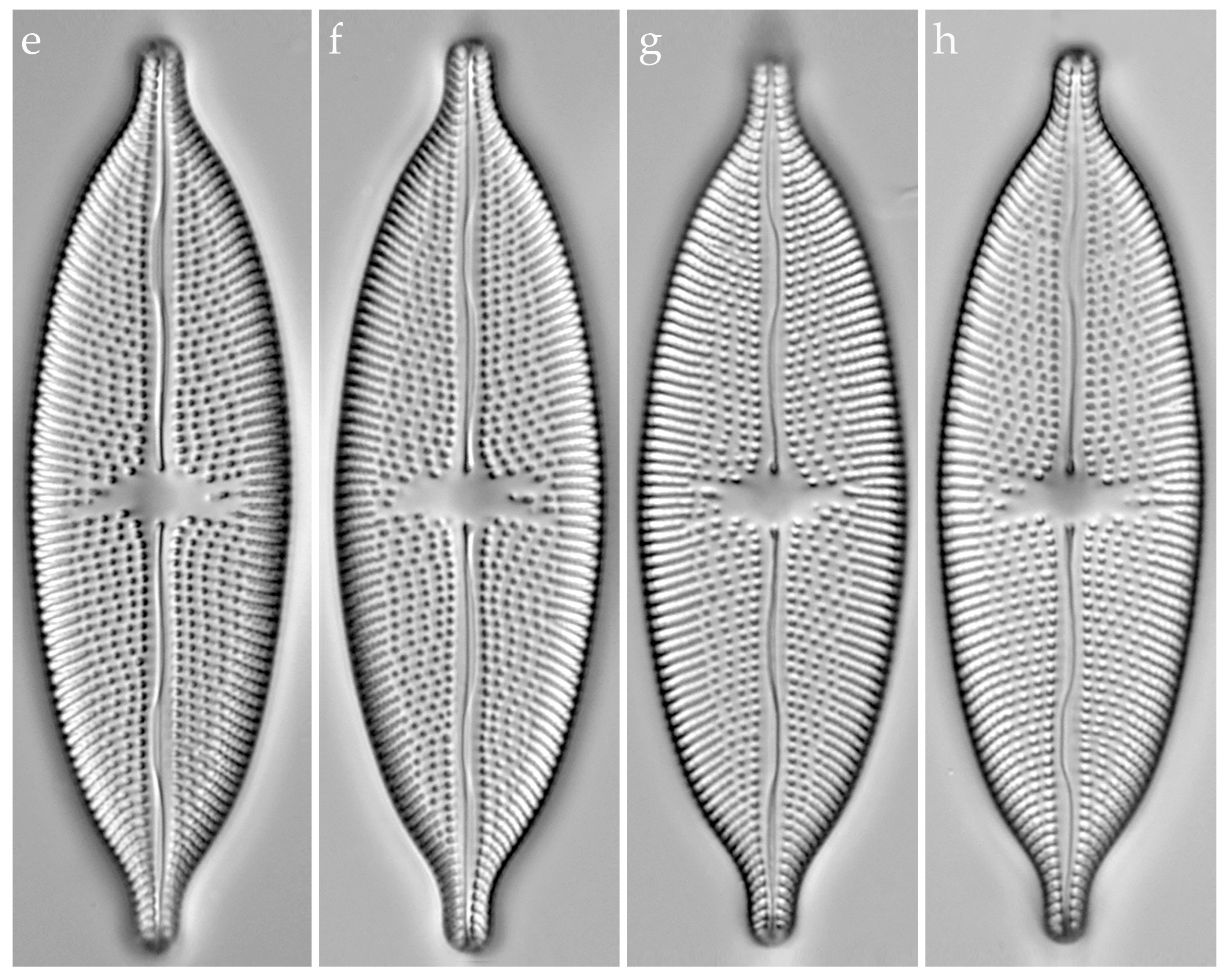Phycology 05 00068 g008b Phycology 05 00068 g008b