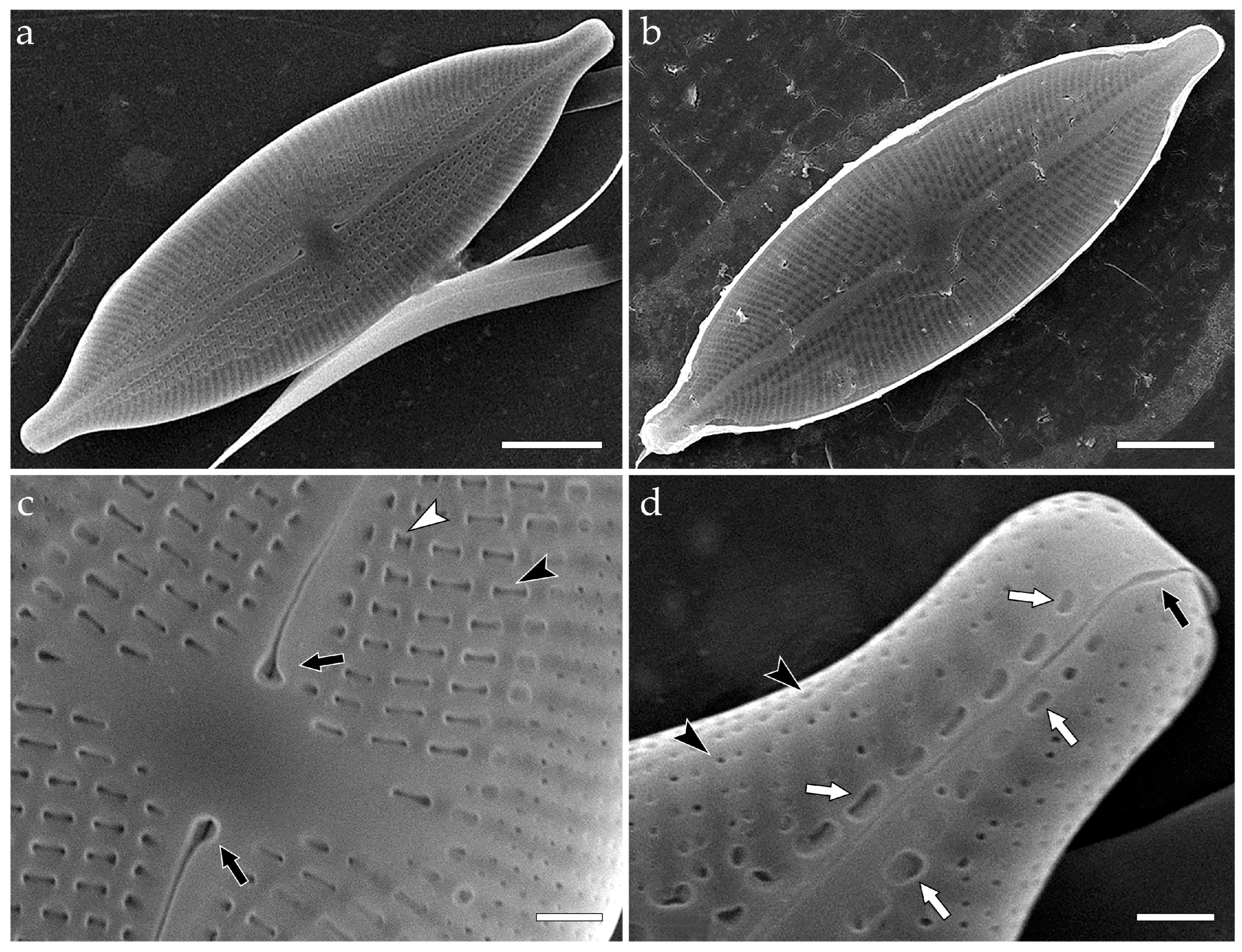 Phycology 05 00068 g009a Phycology 05 00068 g009a
