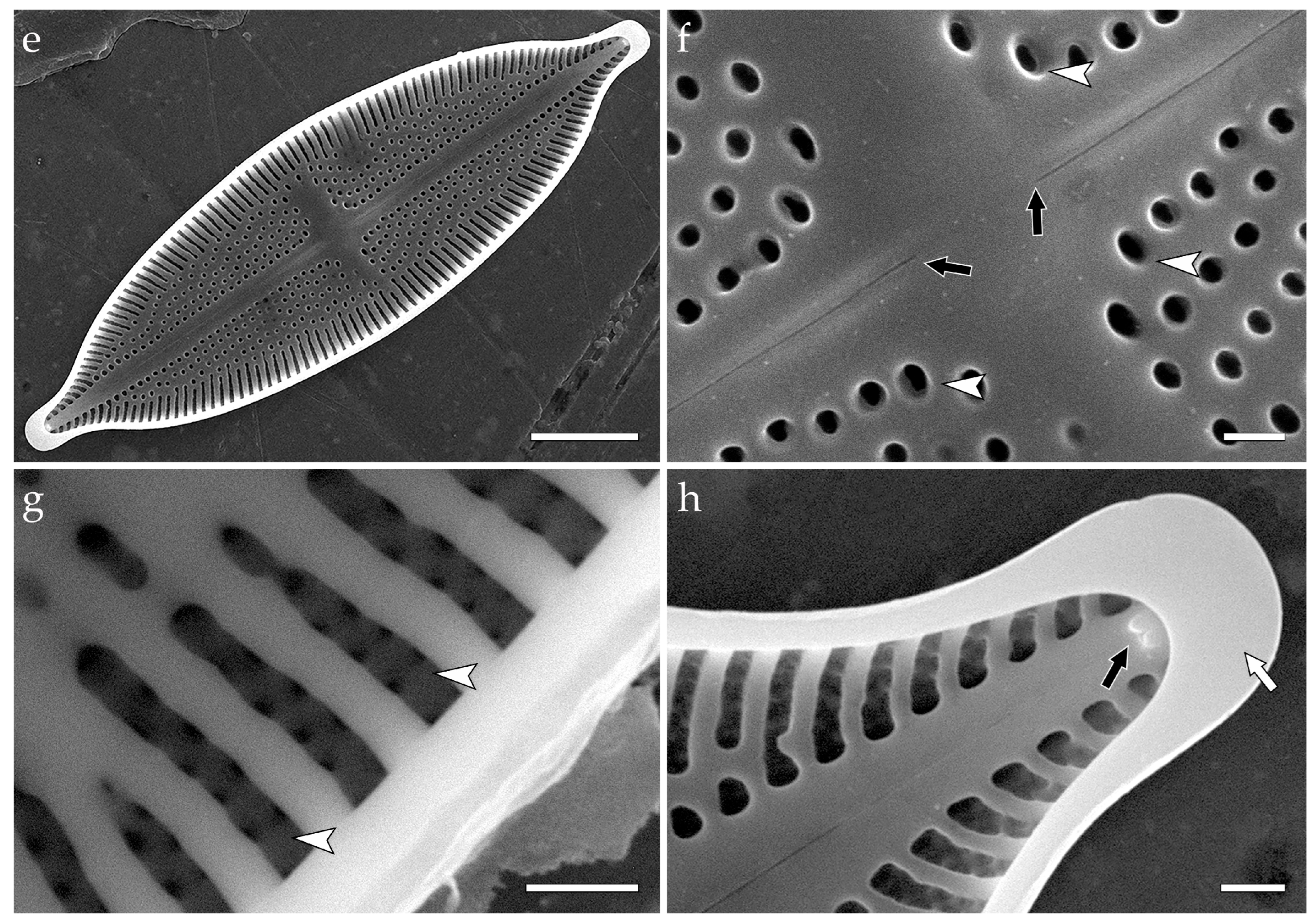 Phycology 05 00068 g009b Phycology 05 00068 g009b