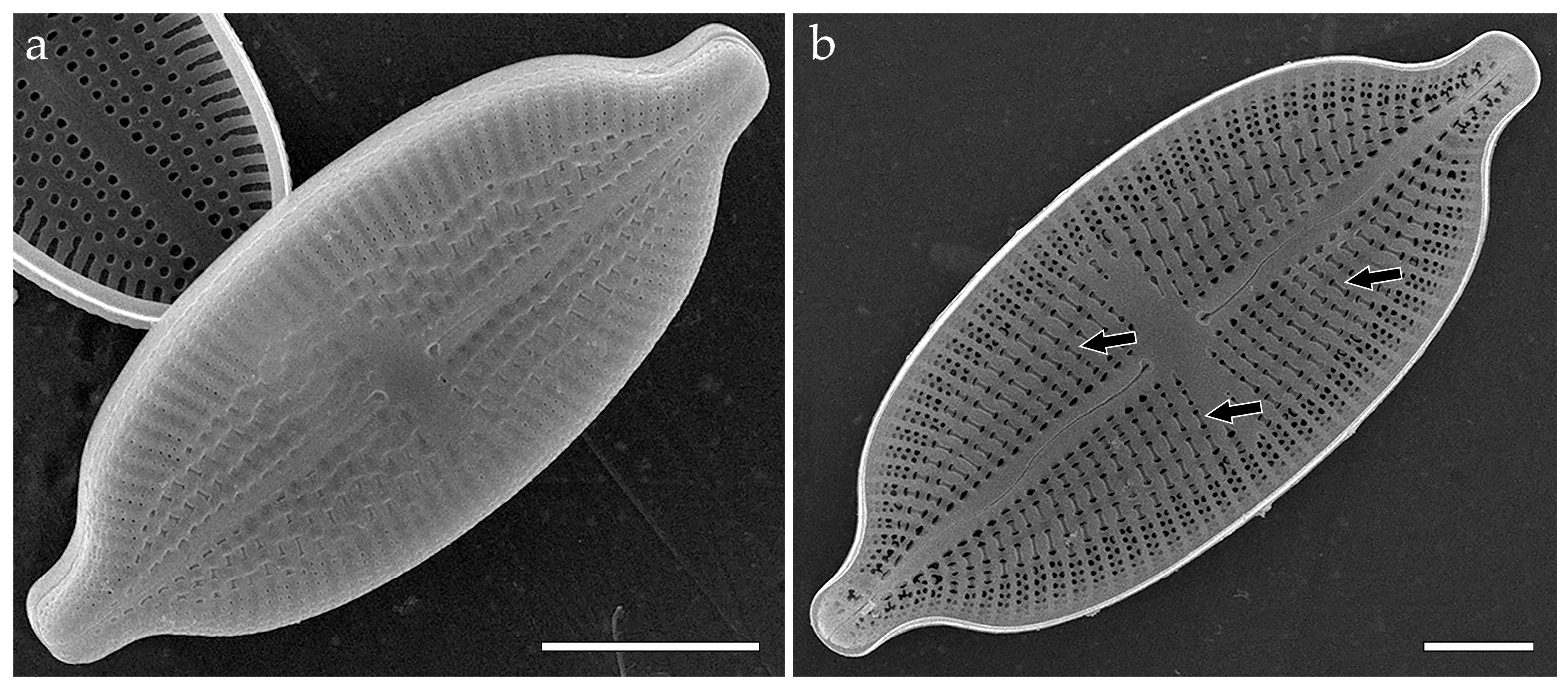 Phycology 05 00068 g012a Phycology 05 00068 g012a