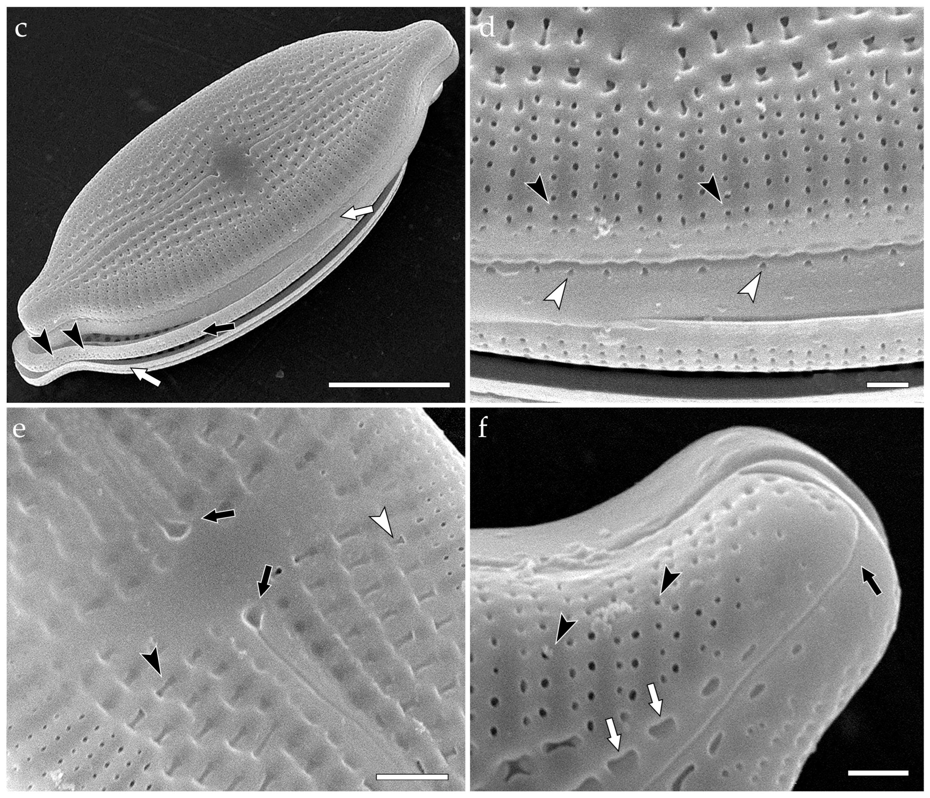 Phycology 05 00068 g012b Phycology 05 00068 g012b