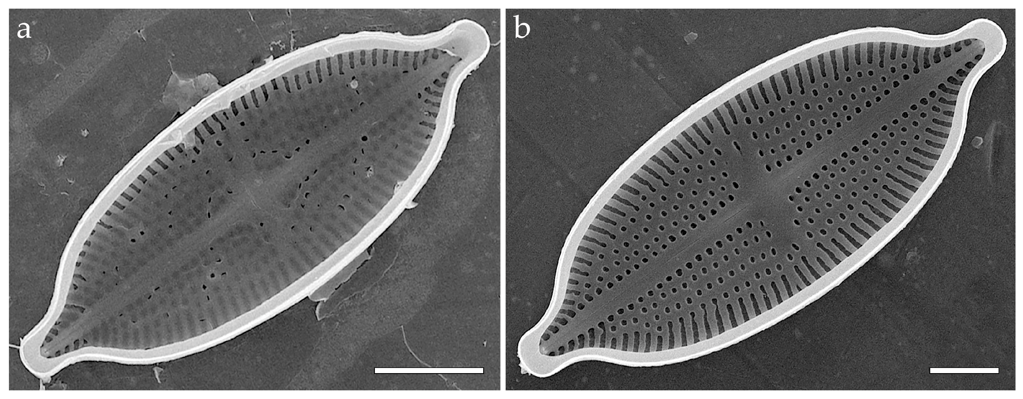 Phycology 05 00068 g013a Phycology 05 00068 g013a