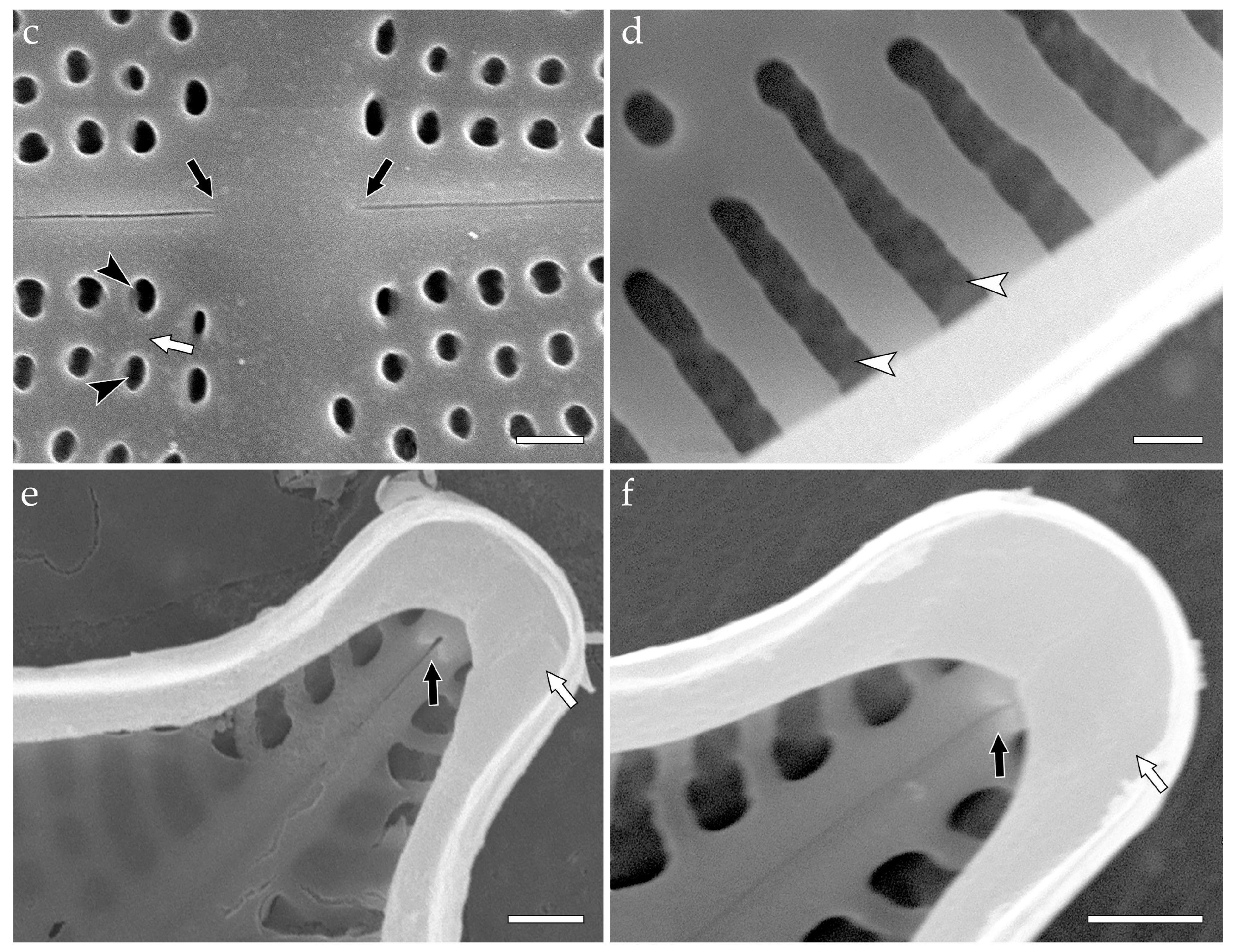 Phycology 05 00068 g013b Phycology 05 00068 g013b