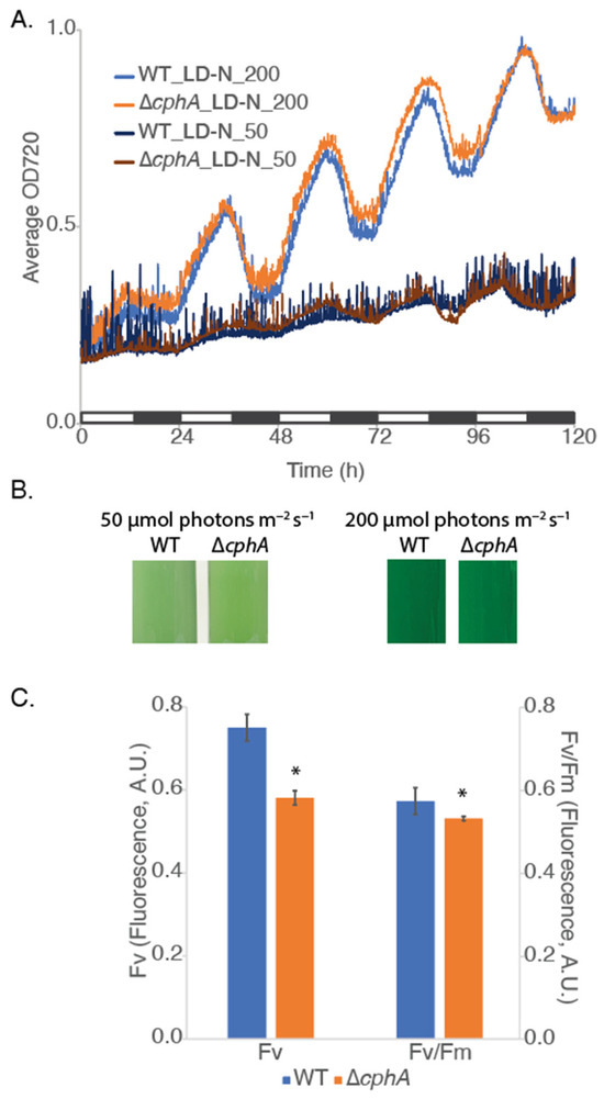 Cyanophycin Optimizes Growth and Nitrogen Fixation in the