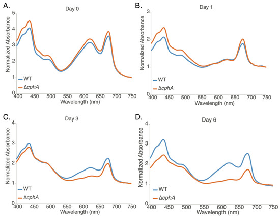 Cyanophycin Optimizes Growth and Nitrogen Fixation in the