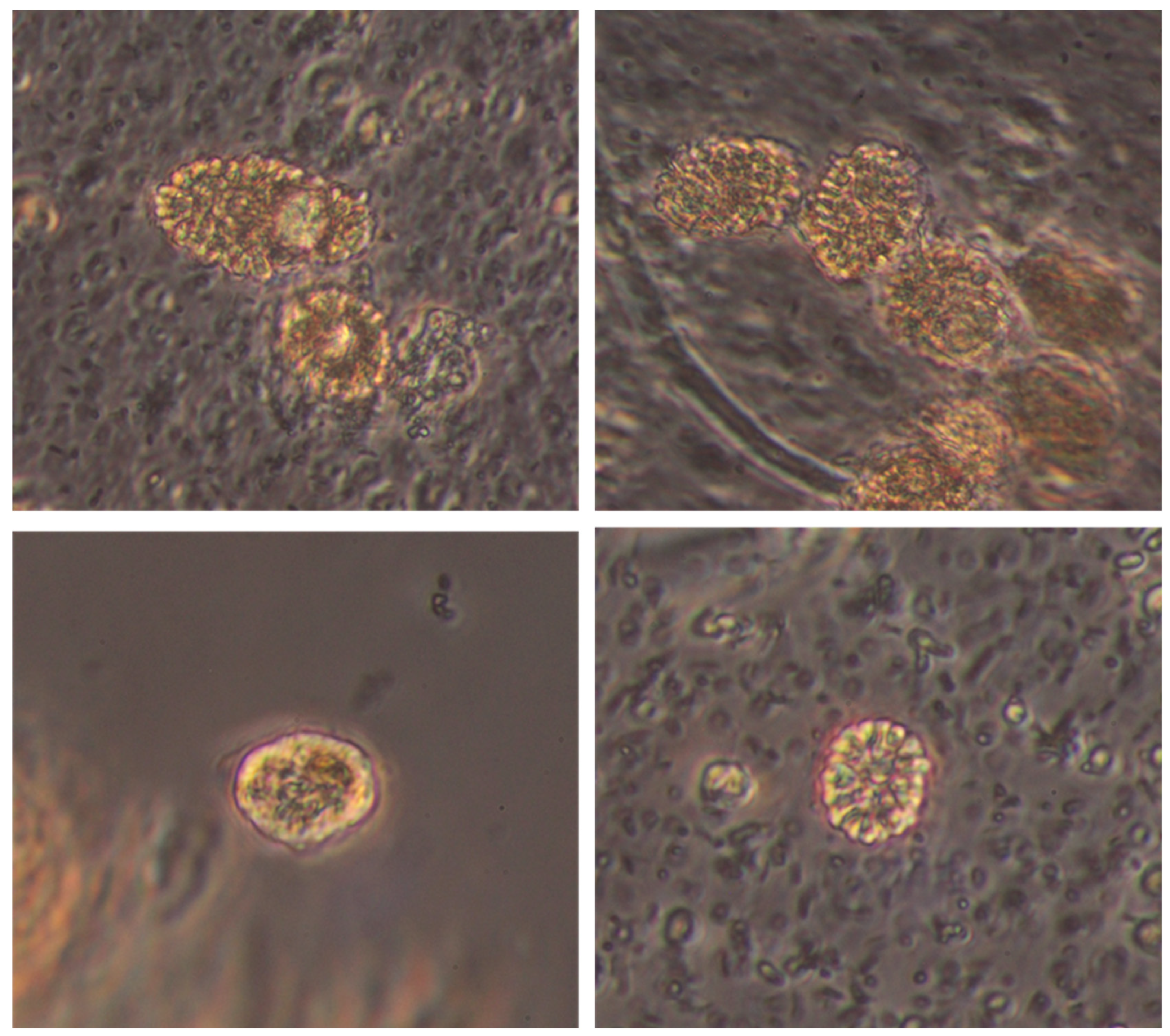 Phycology 05 00078 g011