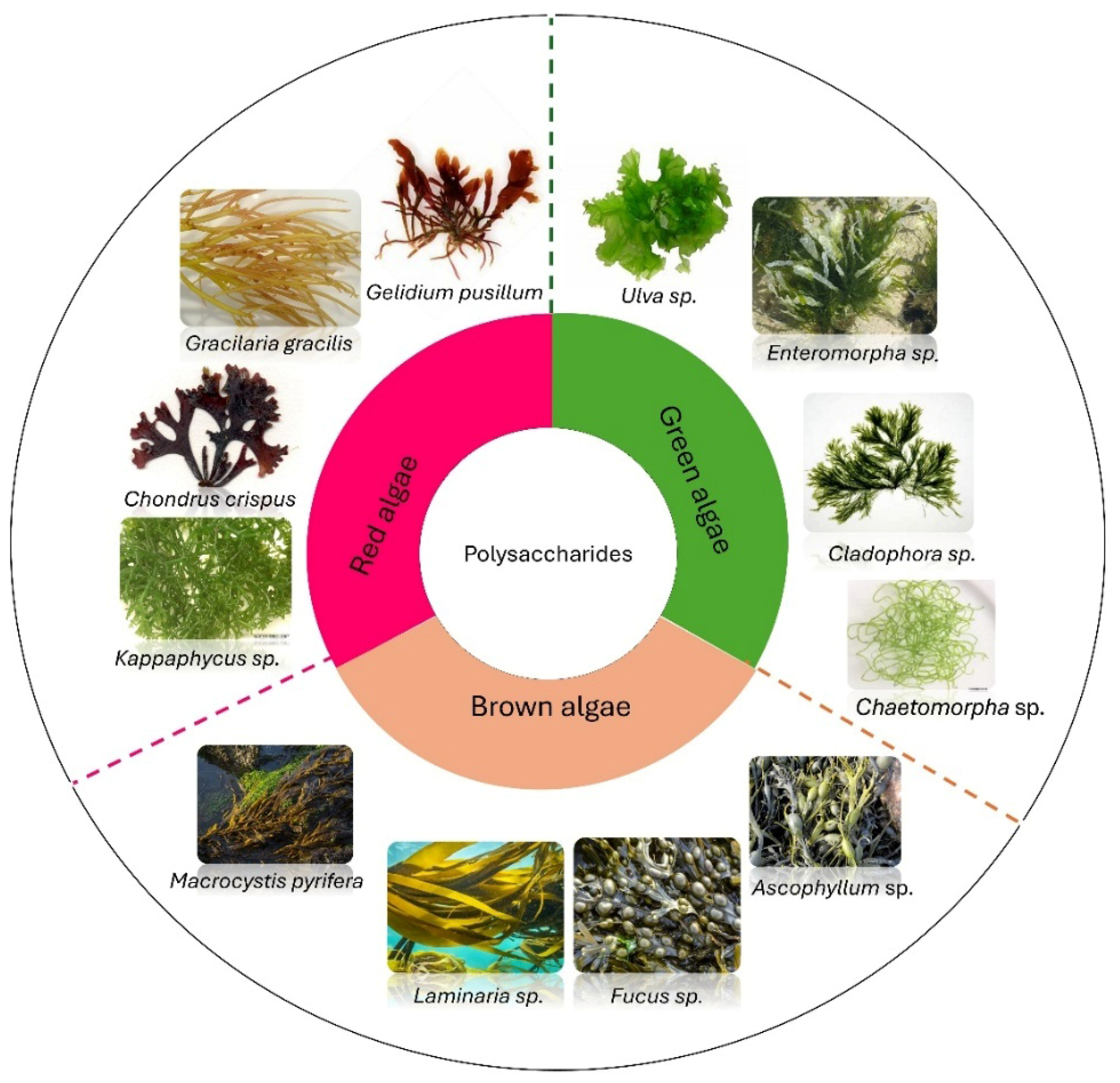 Phycology 05 00080 g001