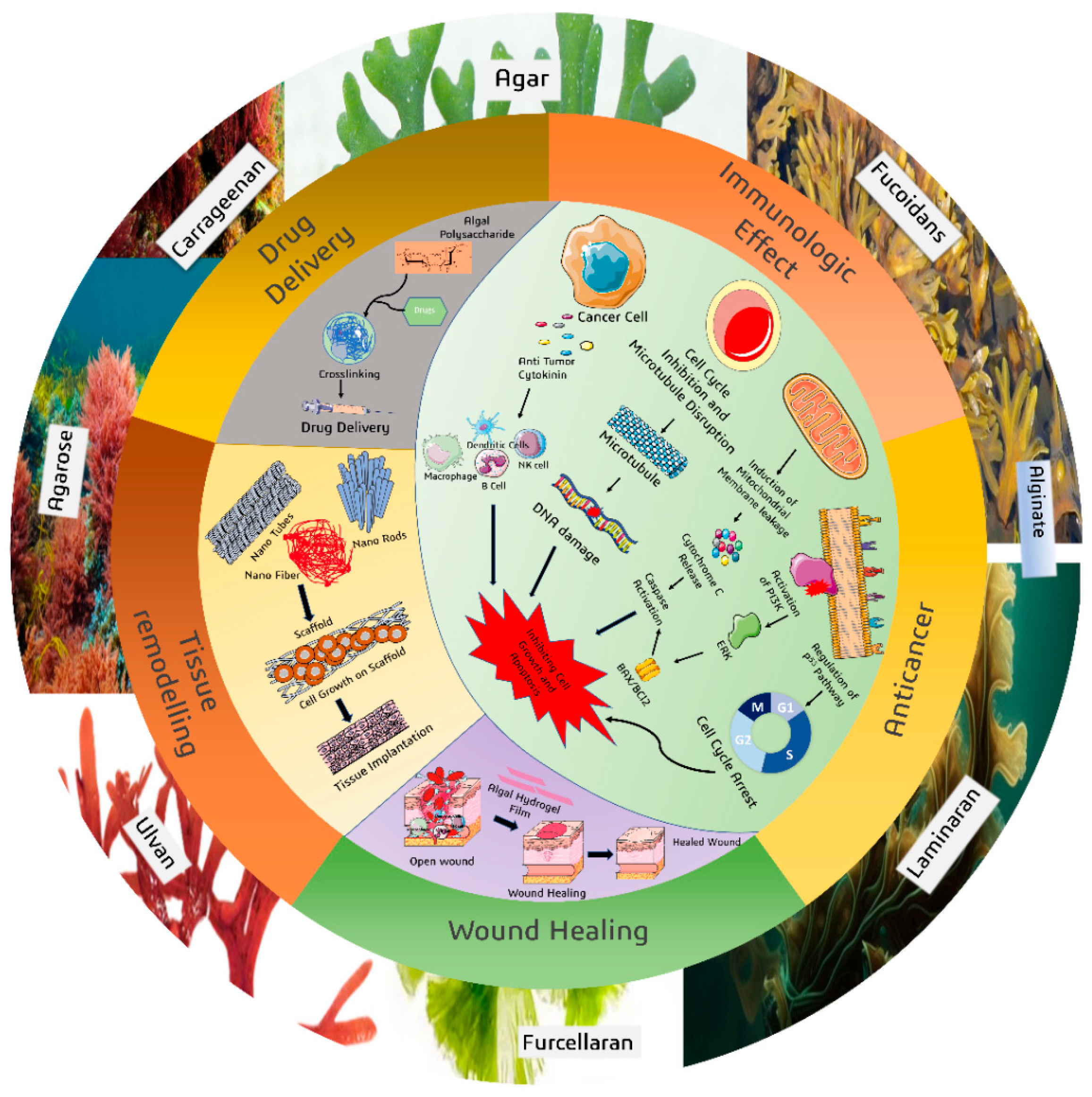 Phycology 05 00080 g003