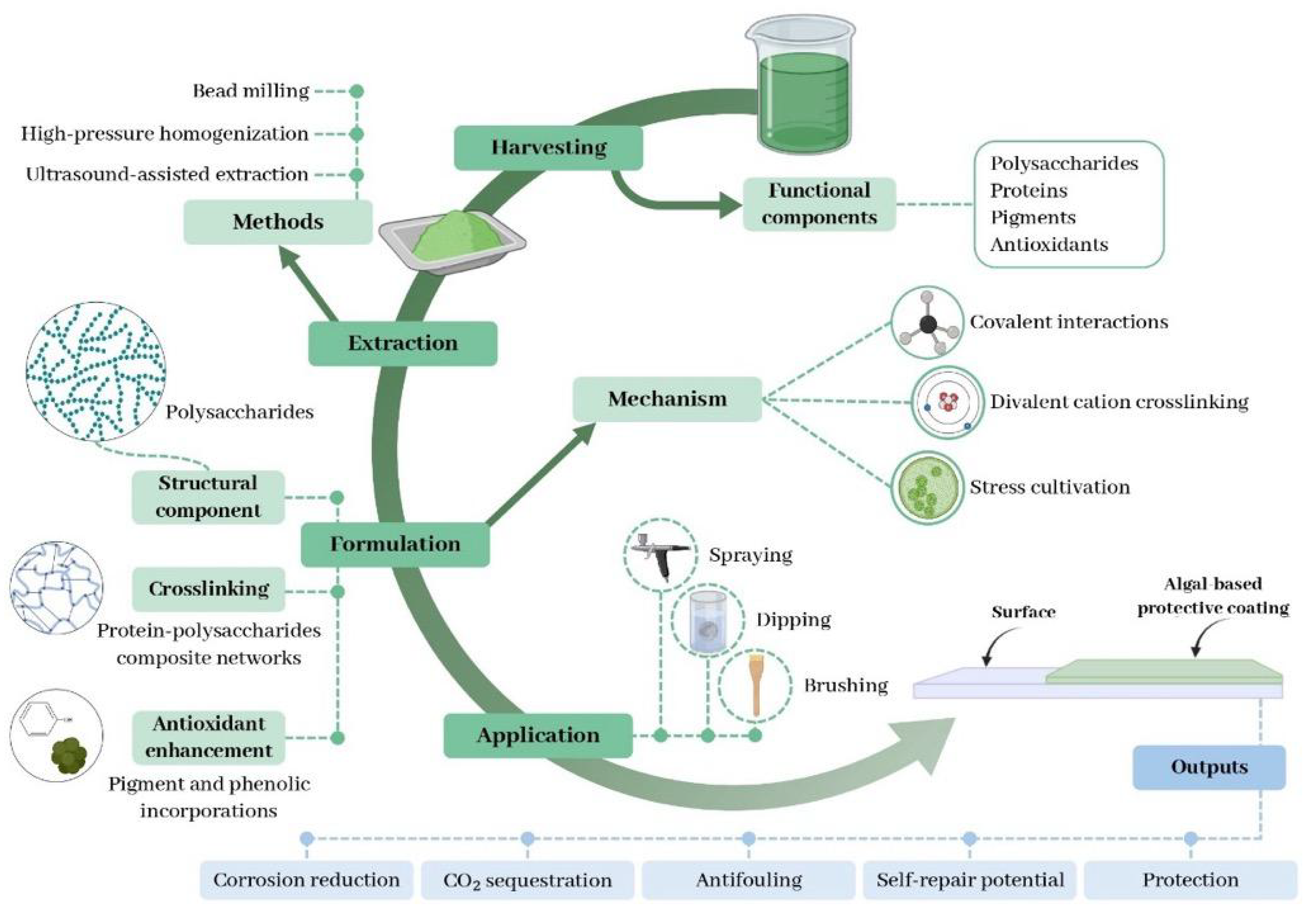 Phycology 05 00084 g001