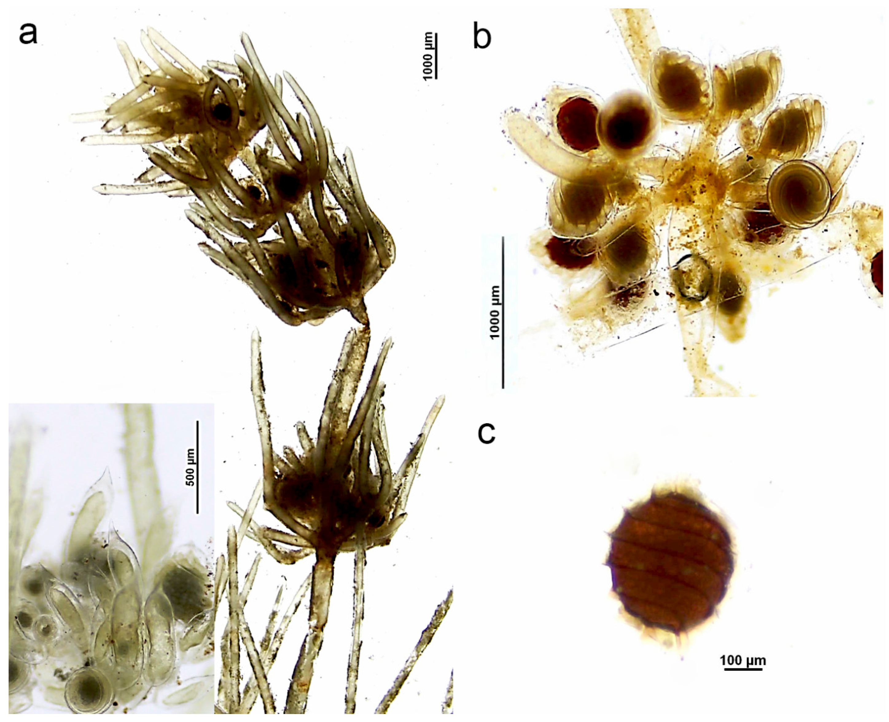 Phycology 05 00085 g001 Phycology 05 00085 g001