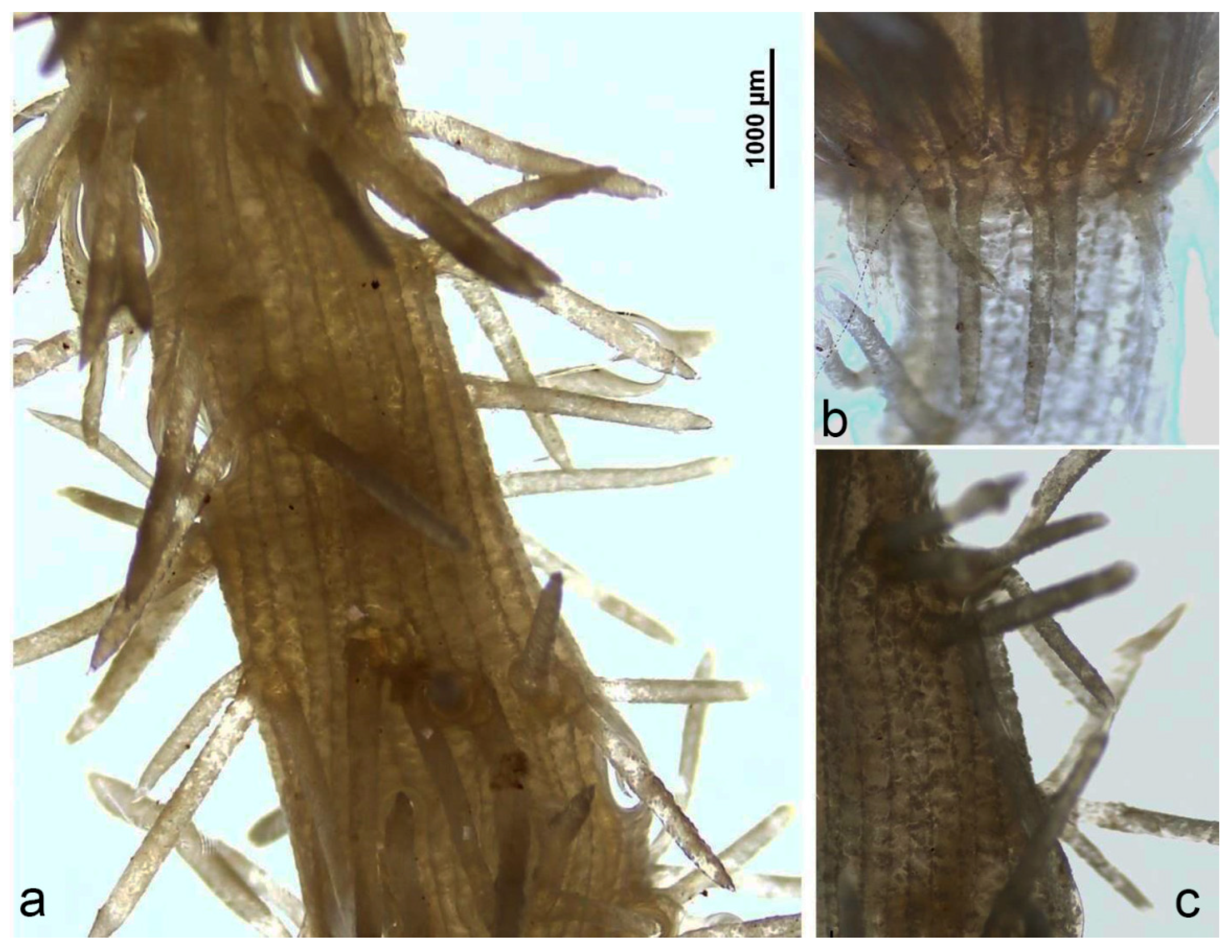 Phycology 05 00085 g002 Phycology 05 00085 g002