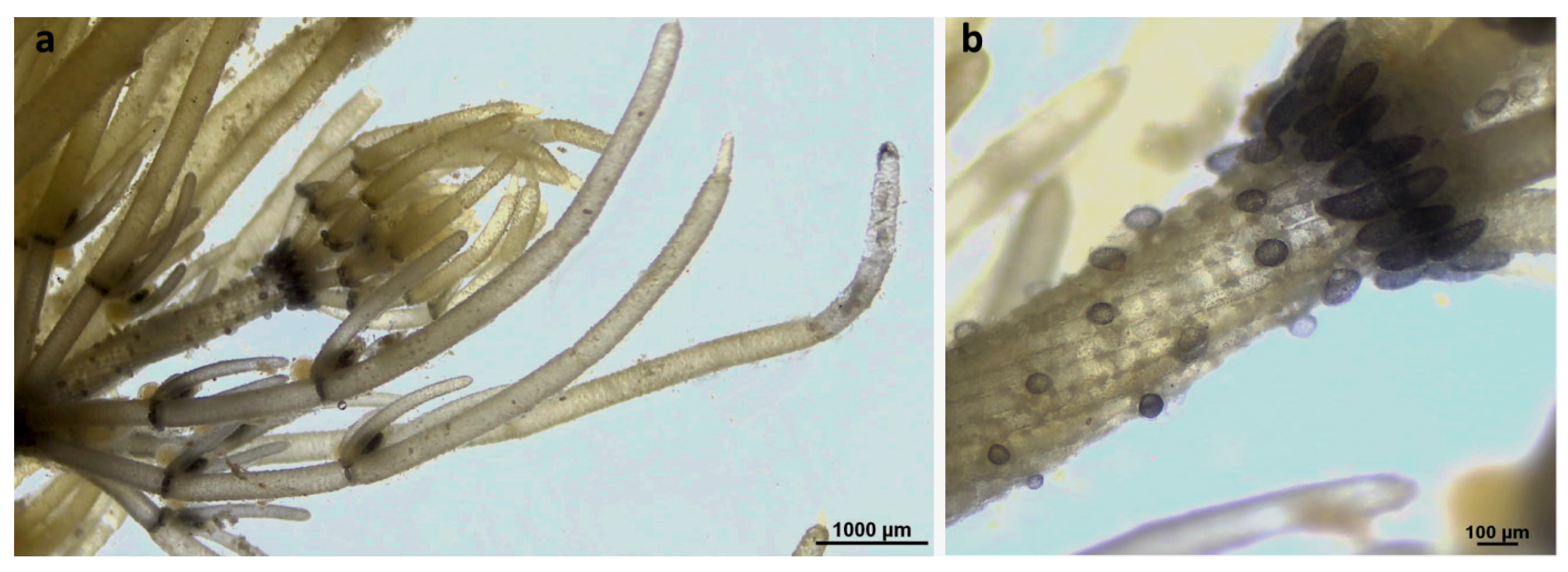 Phycology 05 00085 g003 Phycology 05 00085 g003
