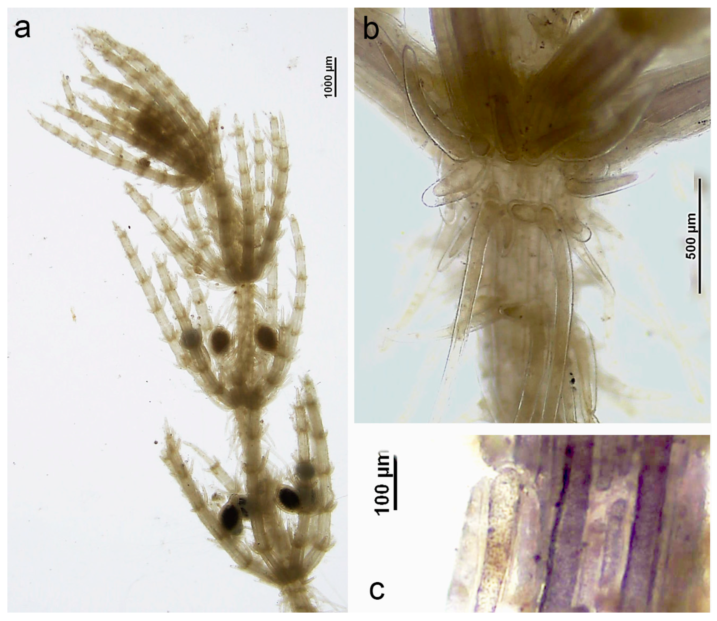 Phycology 05 00085 g004 Phycology 05 00085 g004