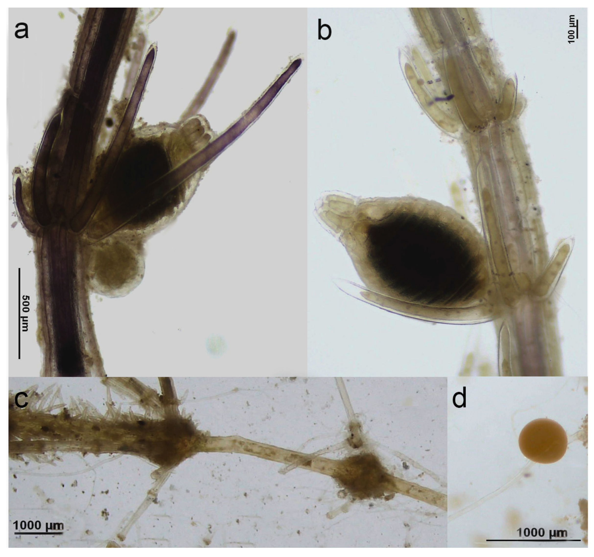 Phycology 05 00085 g005 Phycology 05 00085 g005